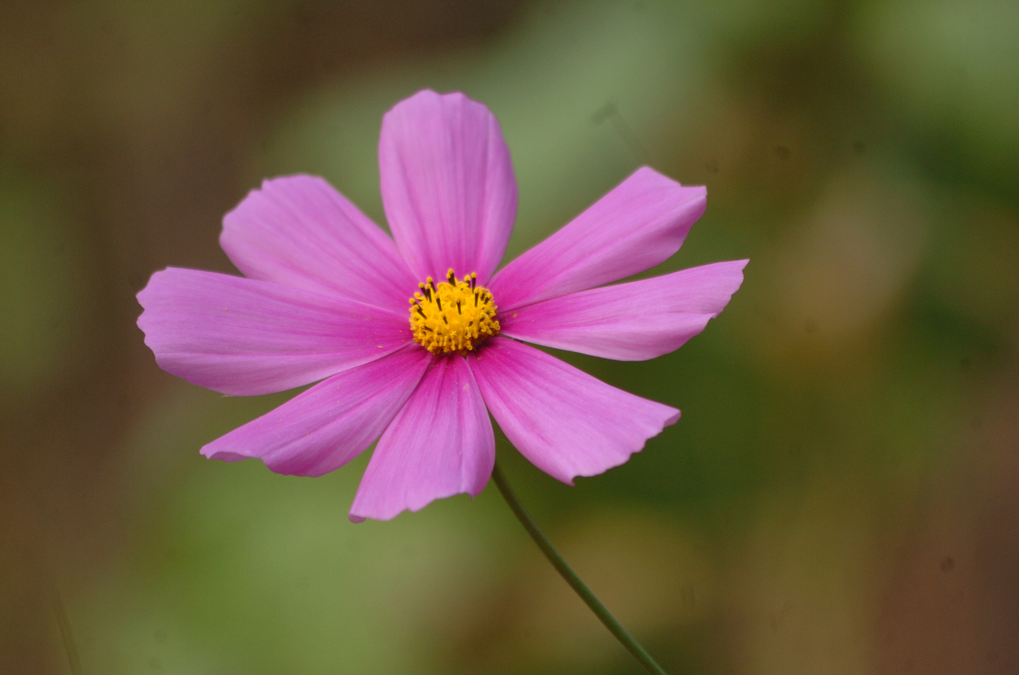 Nikon D2H sample photo. Park photography