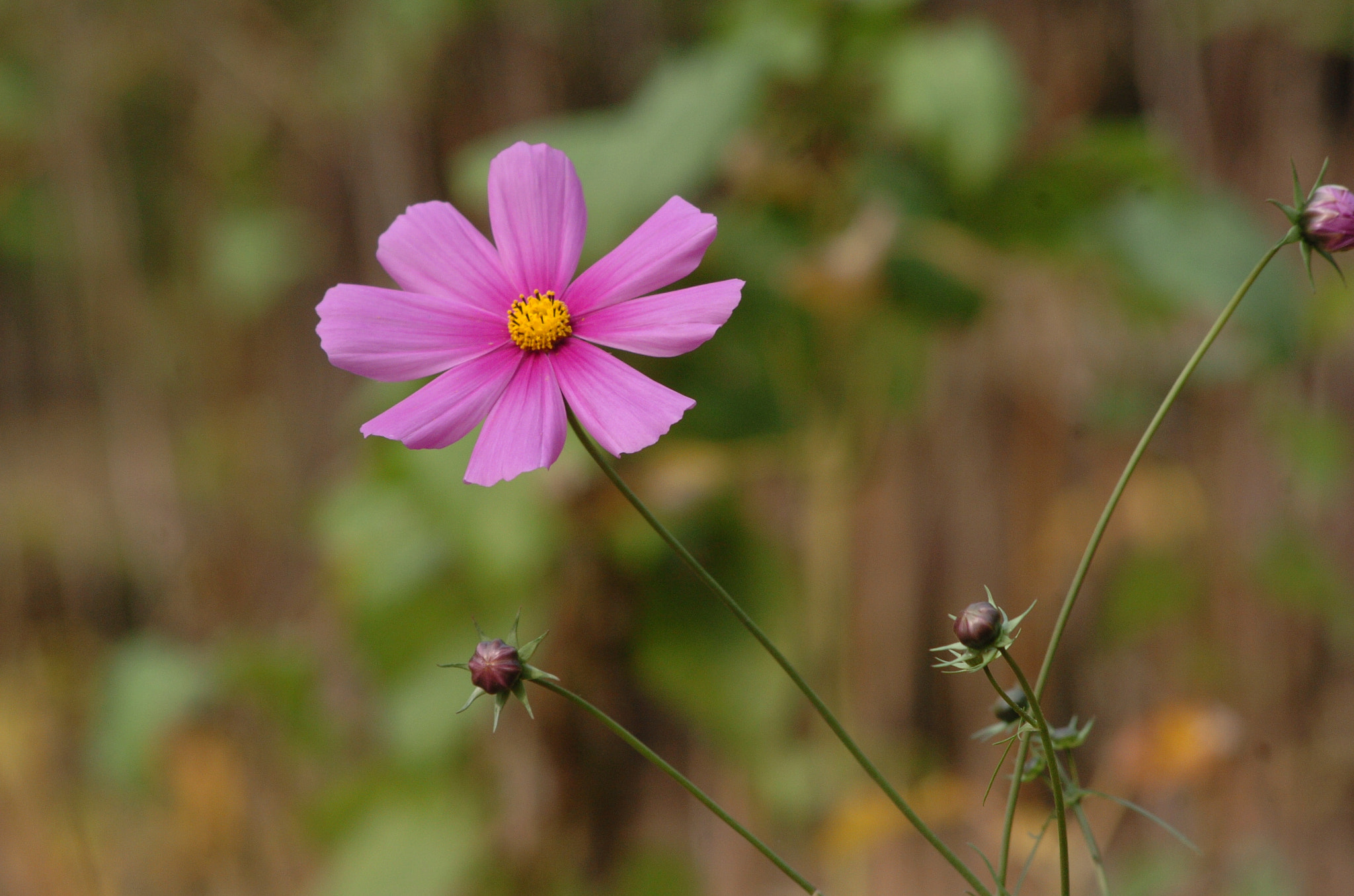 Nikon D2H + Sigma 70-300mm F4-5.6 APO Macro Super II sample photo. Park photography