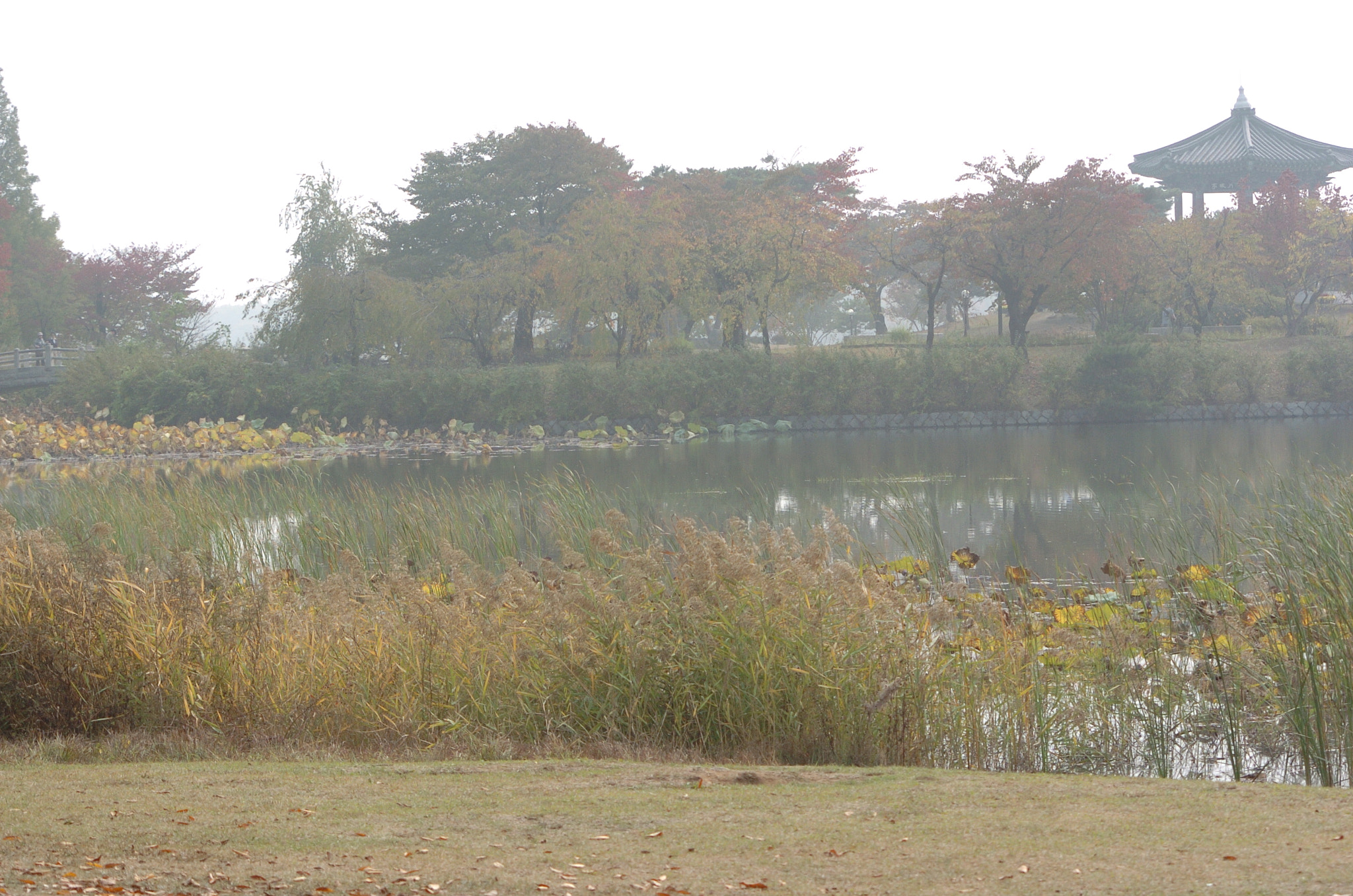 Nikon D2H sample photo. Park photography
