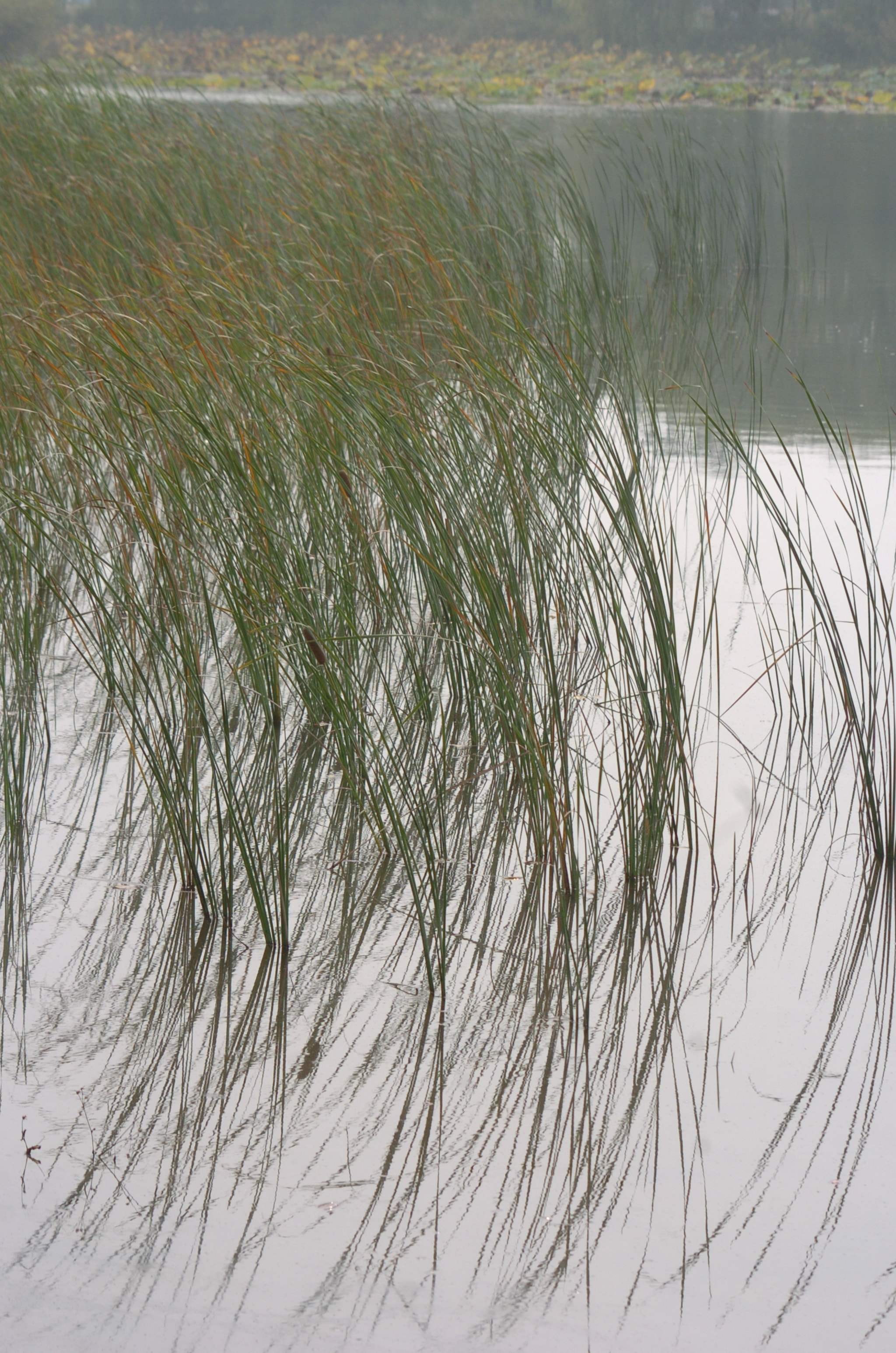 Nikon D2H sample photo. Park photography