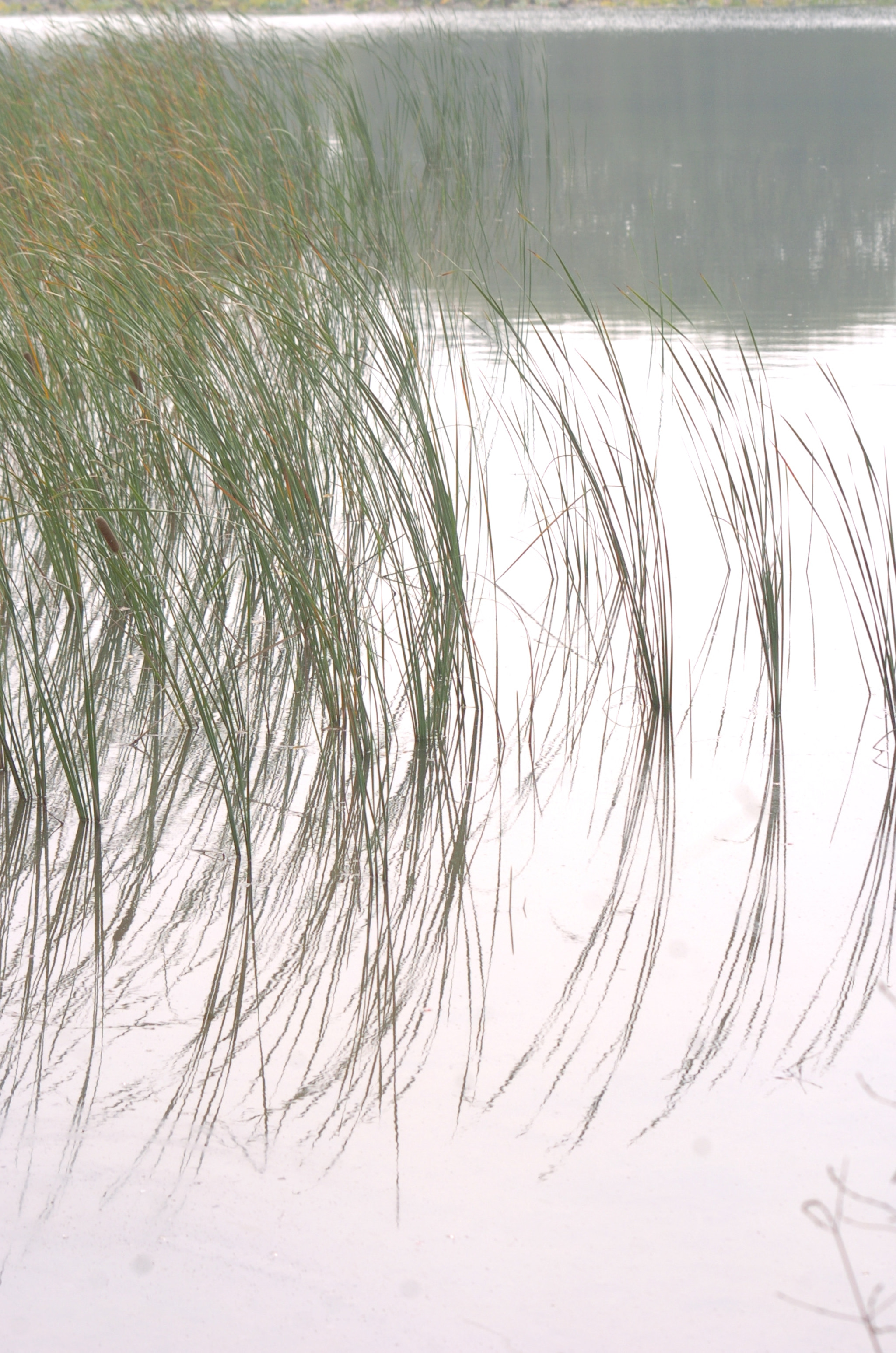 Nikon D2H sample photo. Park photography