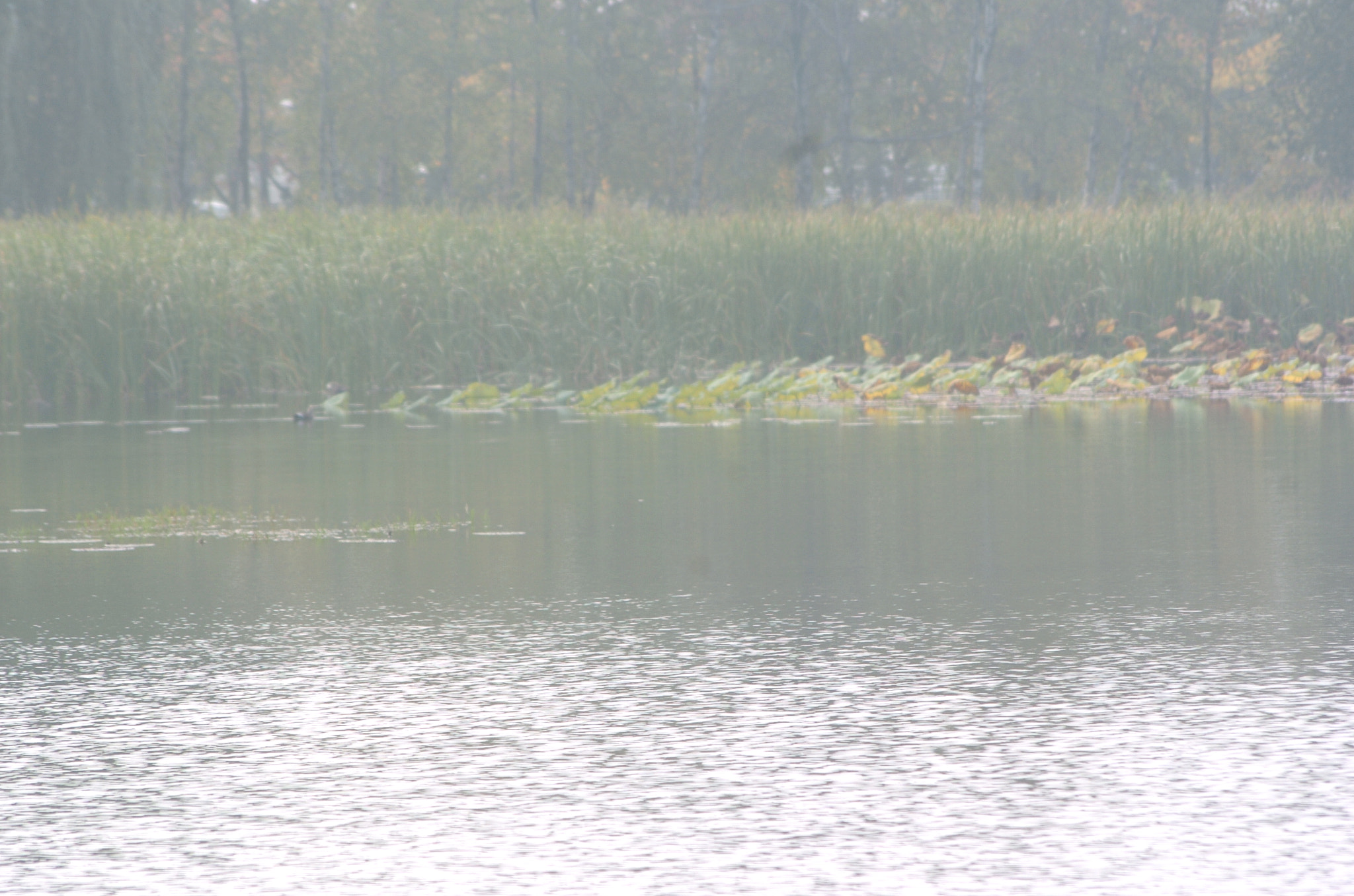 Nikon D2H sample photo. Park photography
