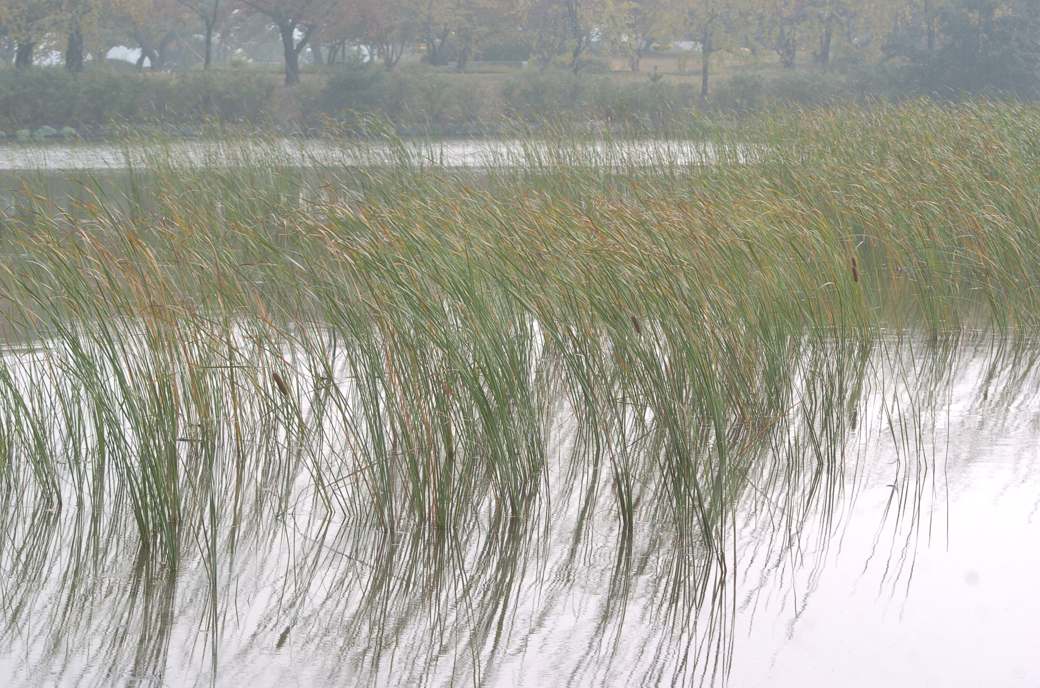 Nikon D2H sample photo. Park photography