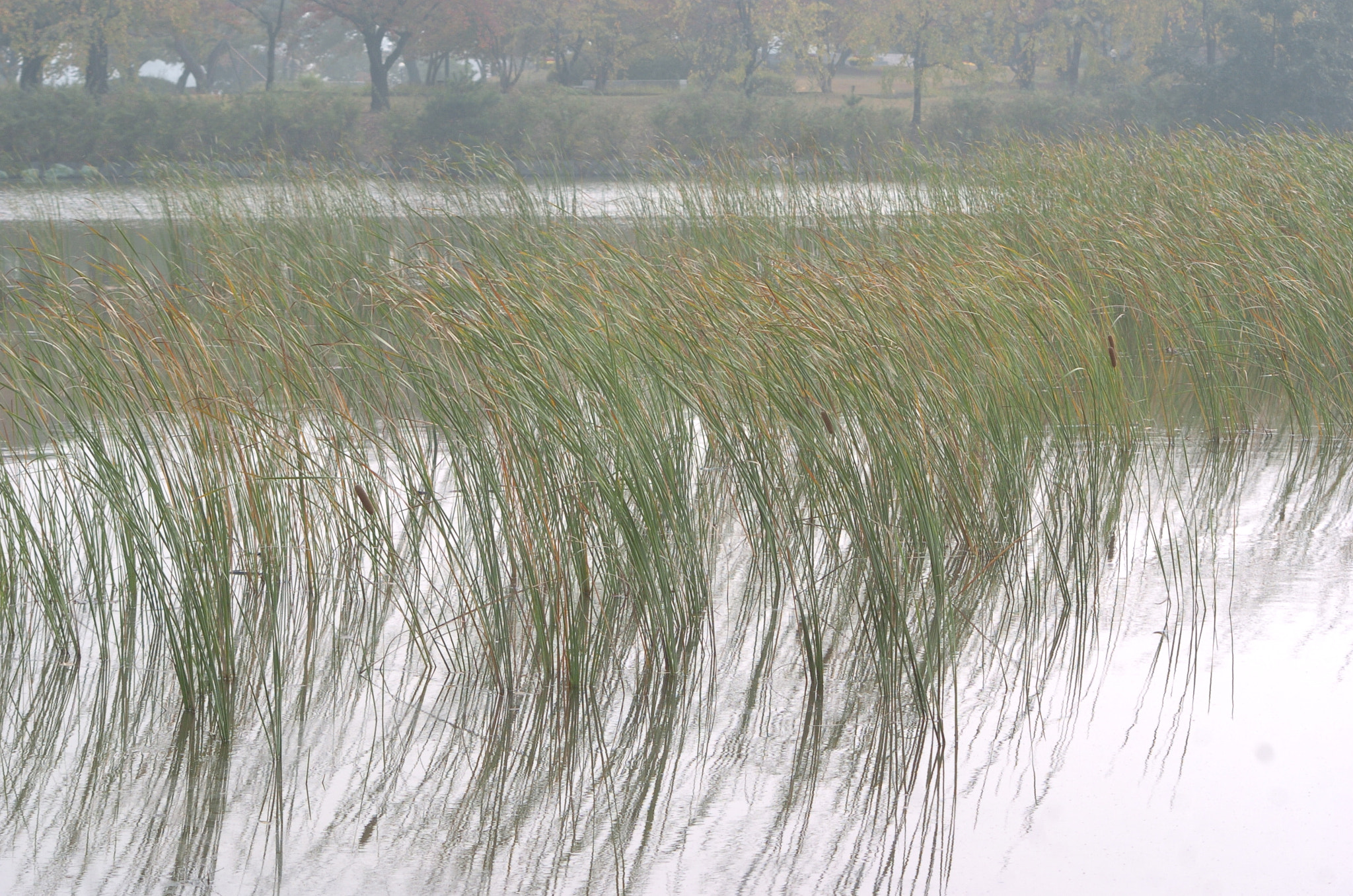 Nikon D2H + Sigma 70-300mm F4-5.6 APO Macro Super II sample photo. Park photography