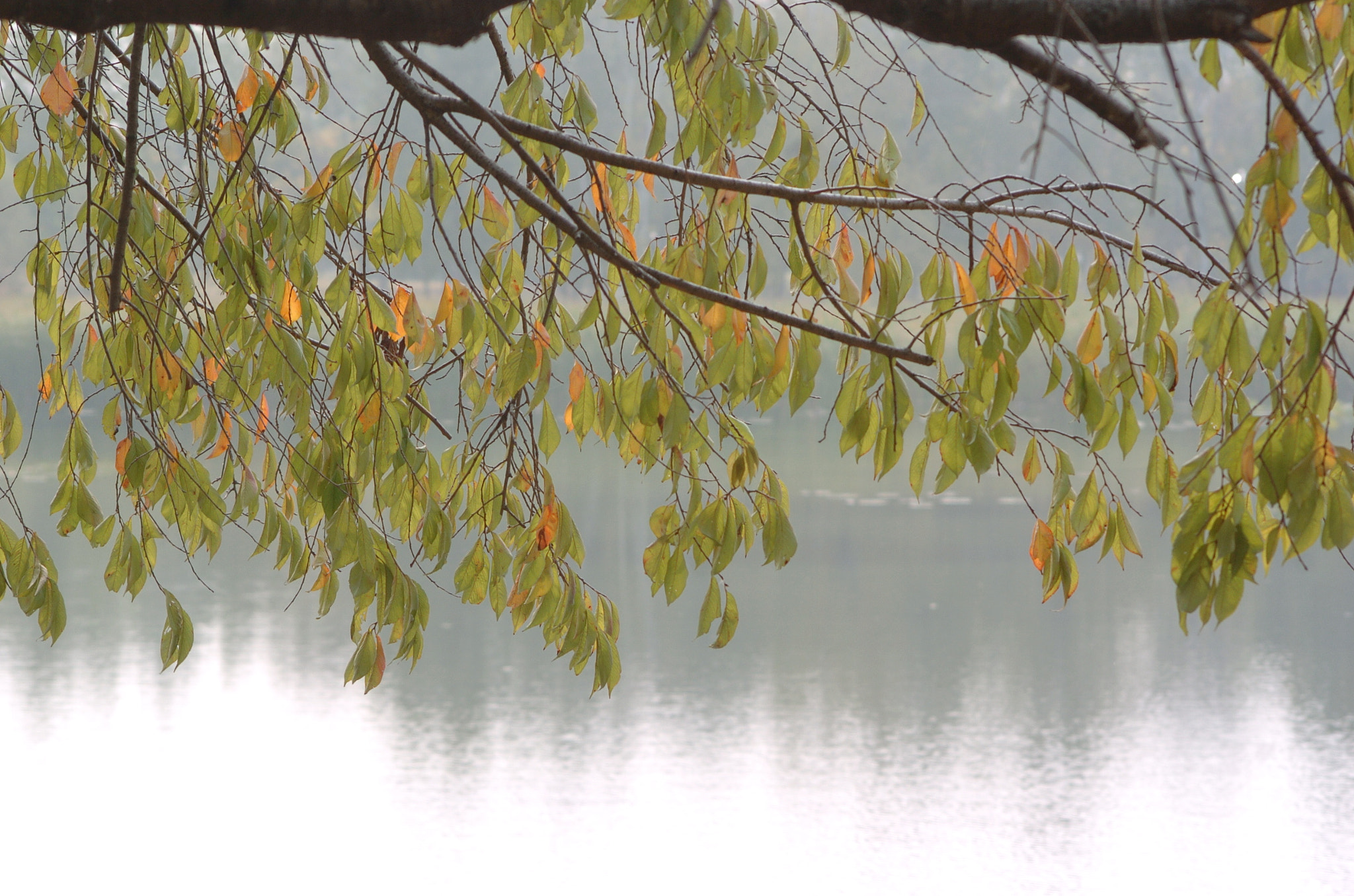 Nikon D2H sample photo. Park photography