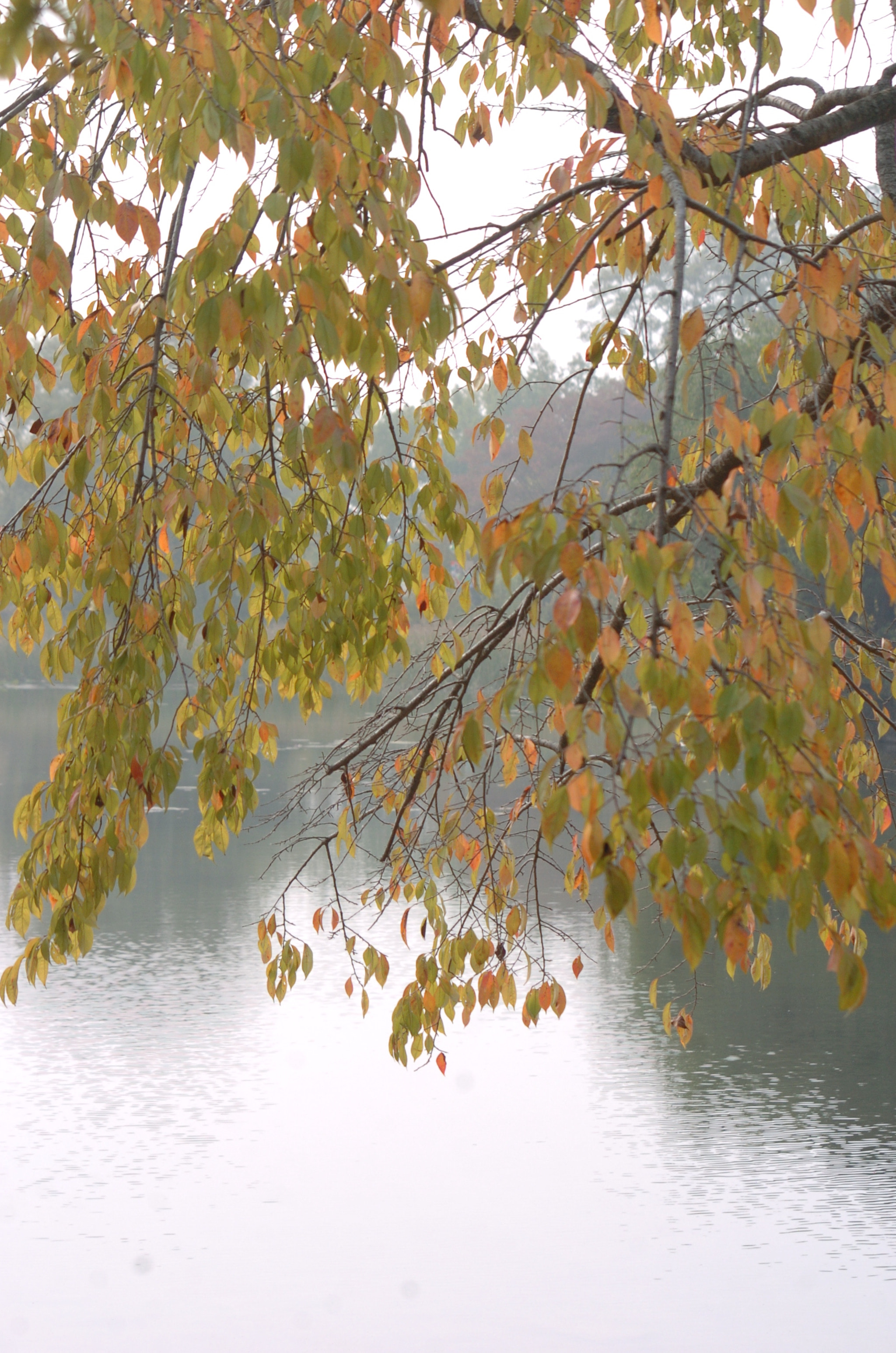 Nikon D2H sample photo. Park photography