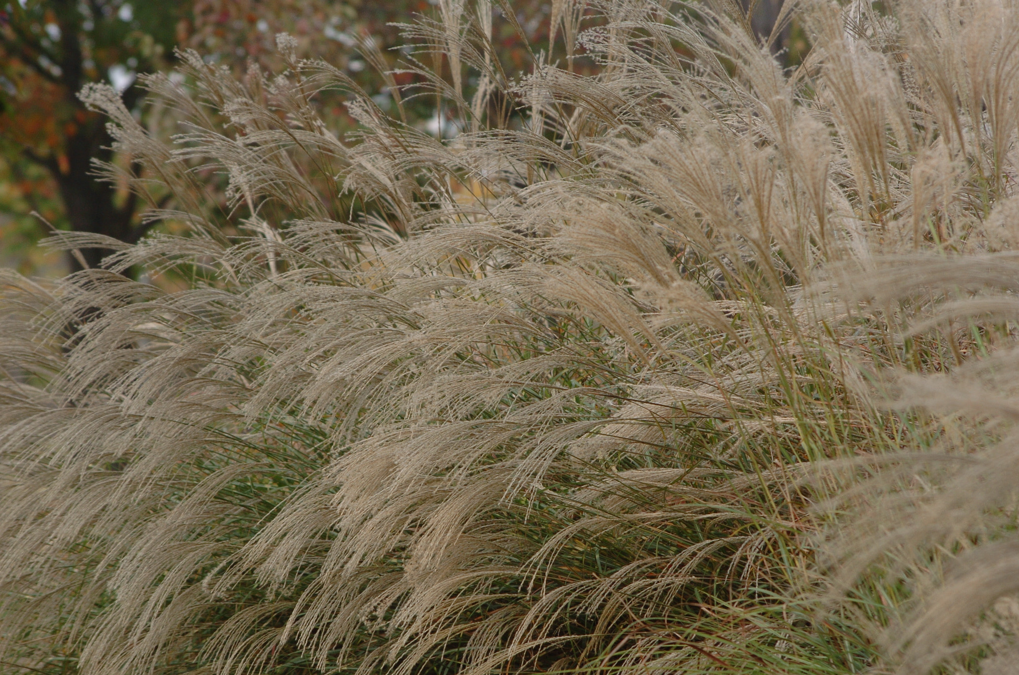 Nikon D2H sample photo. Park photography