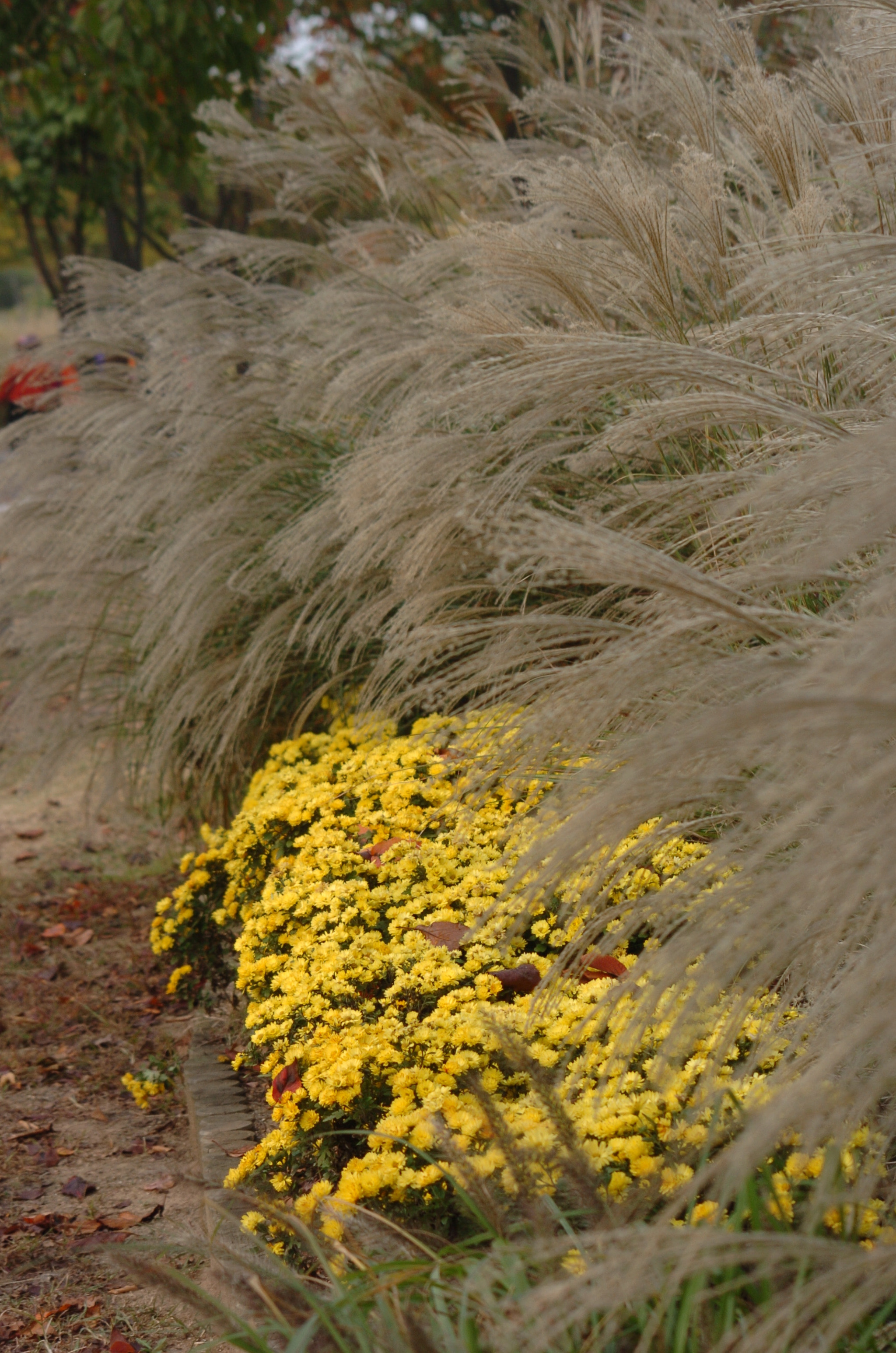 Nikon D2H sample photo. Park photography