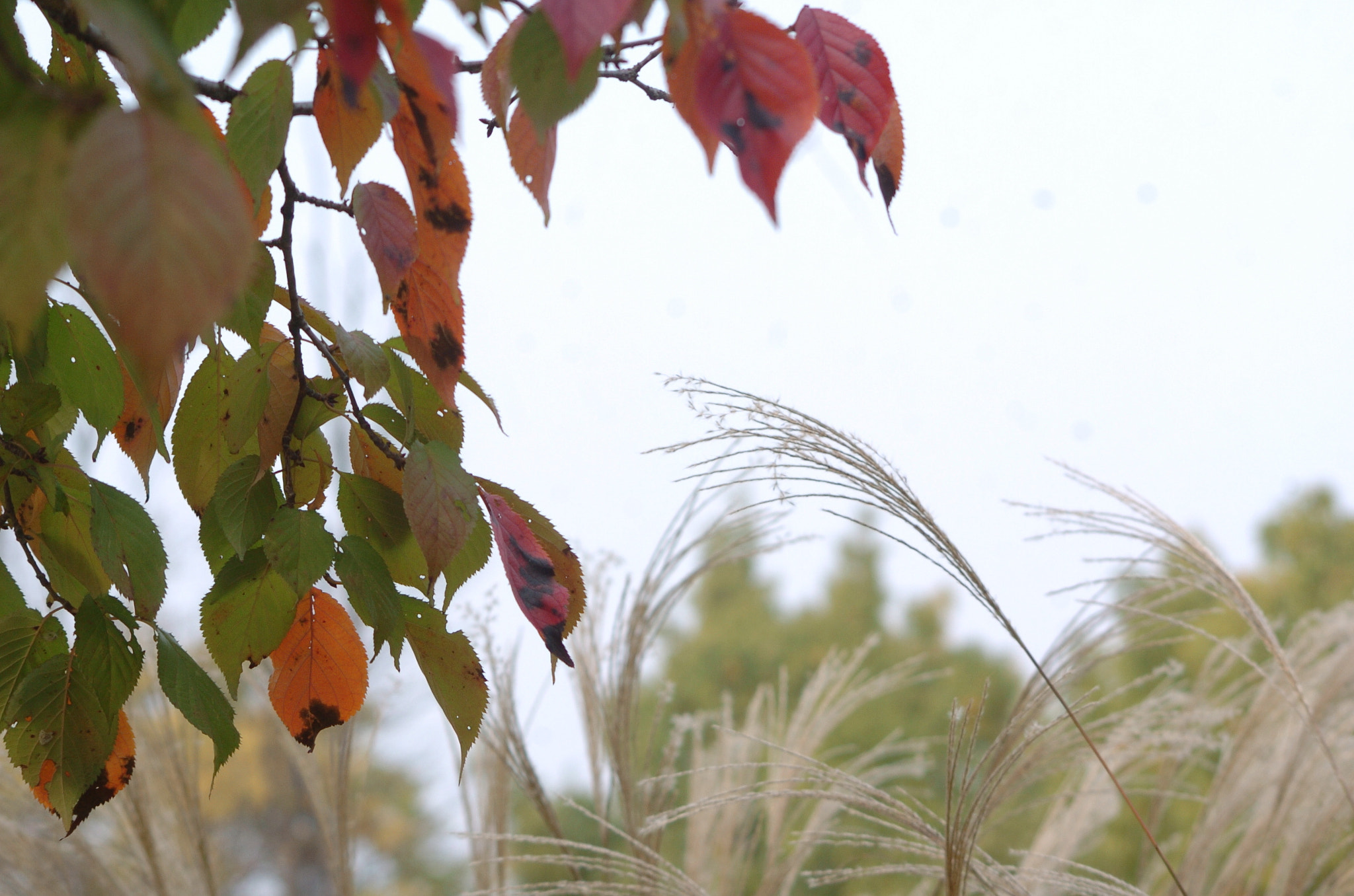 Nikon D2H sample photo. Park photography
