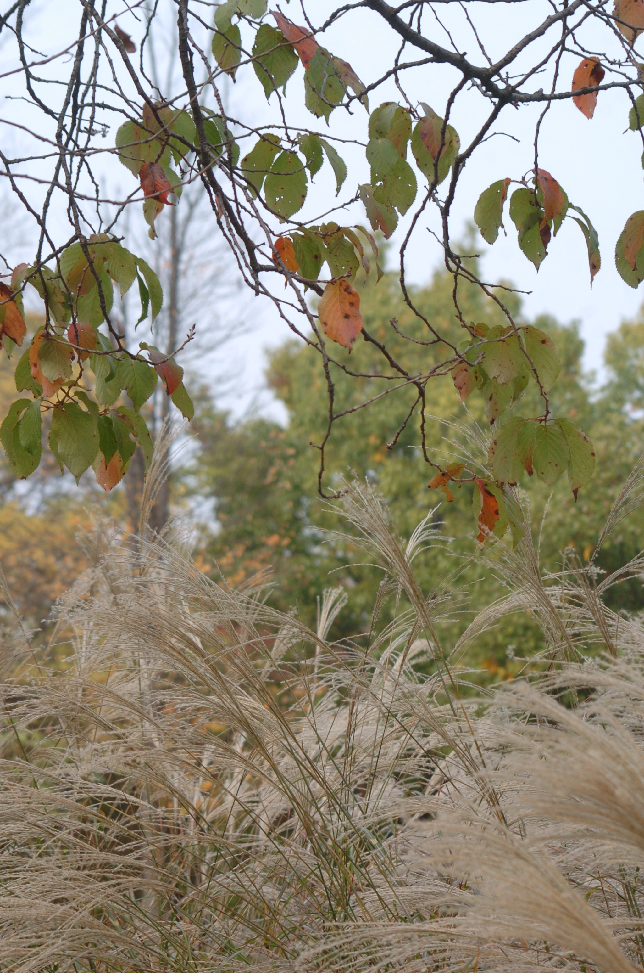 Nikon D2H sample photo. Park photography