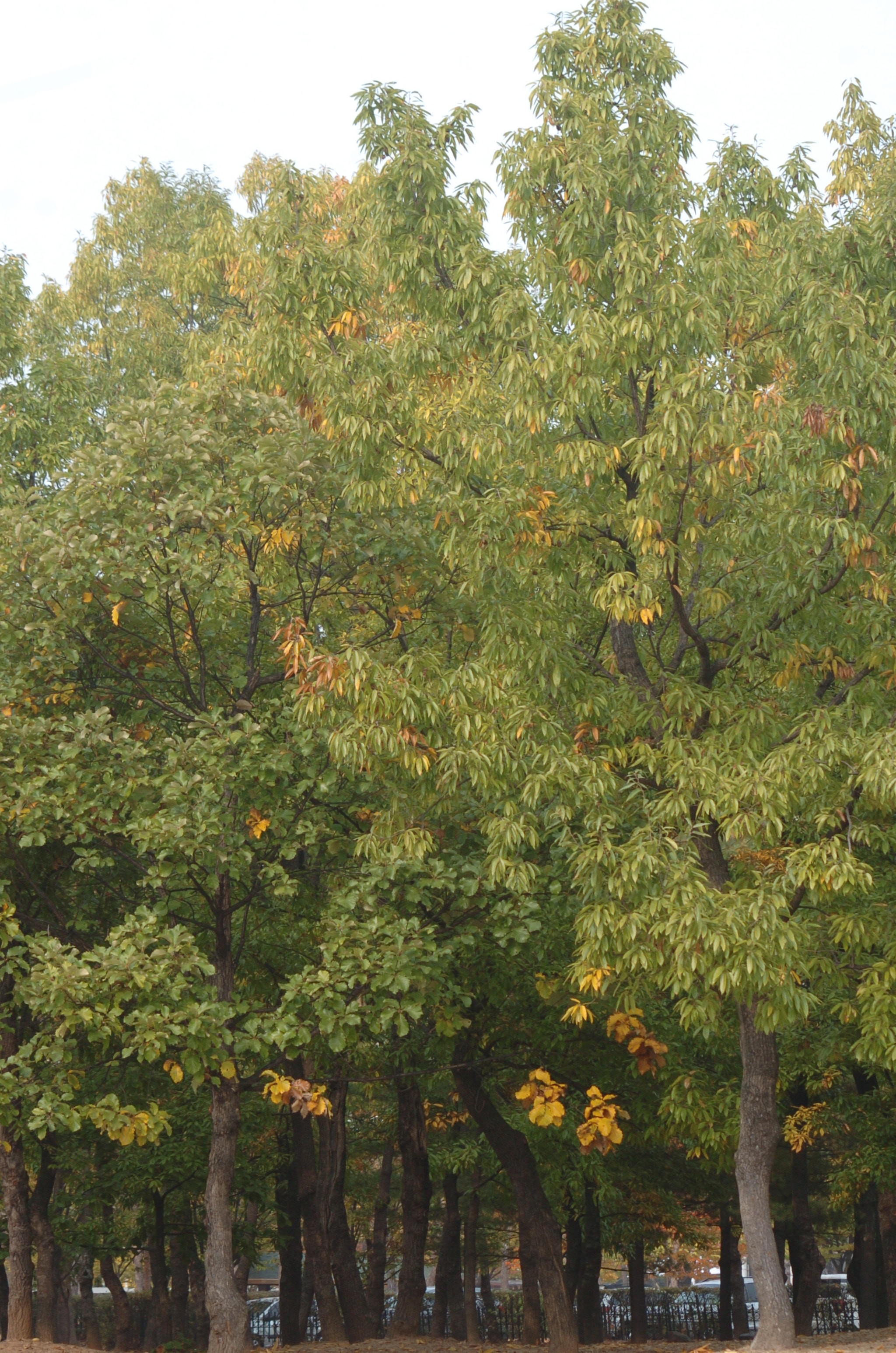 Nikon D2H sample photo. Park photography