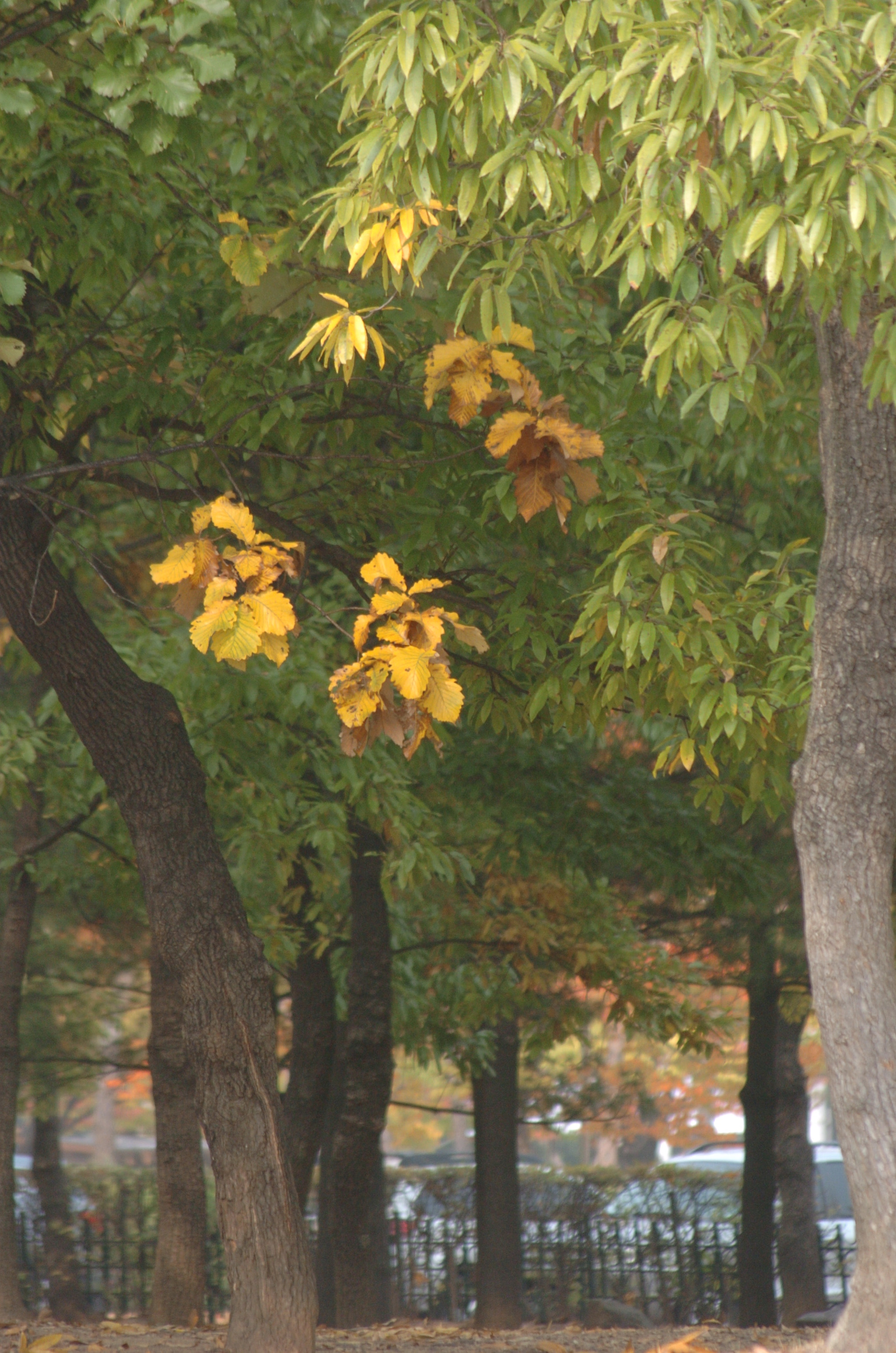 Nikon D2H sample photo. Park photography