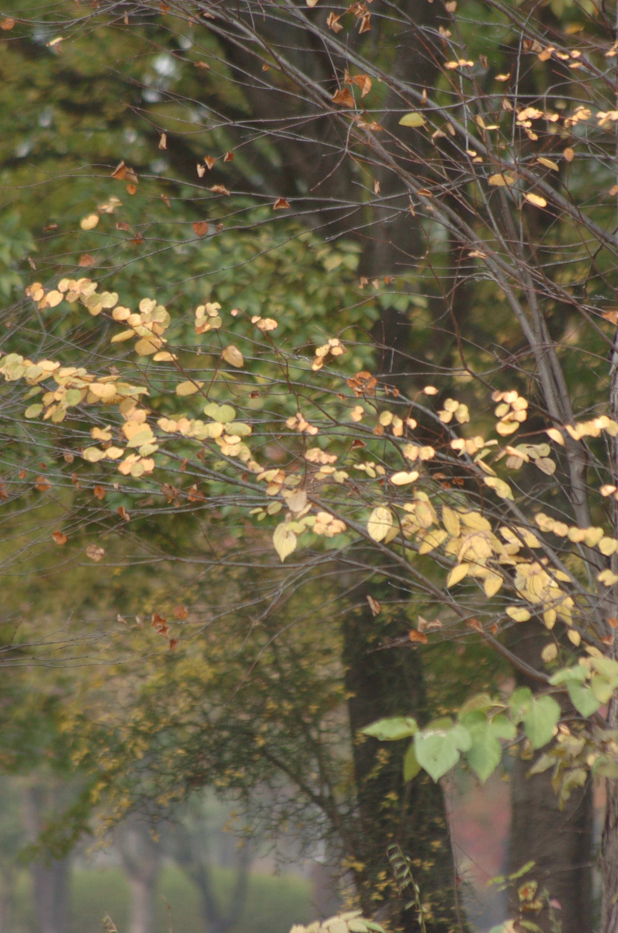 Nikon D2H sample photo. Park photography