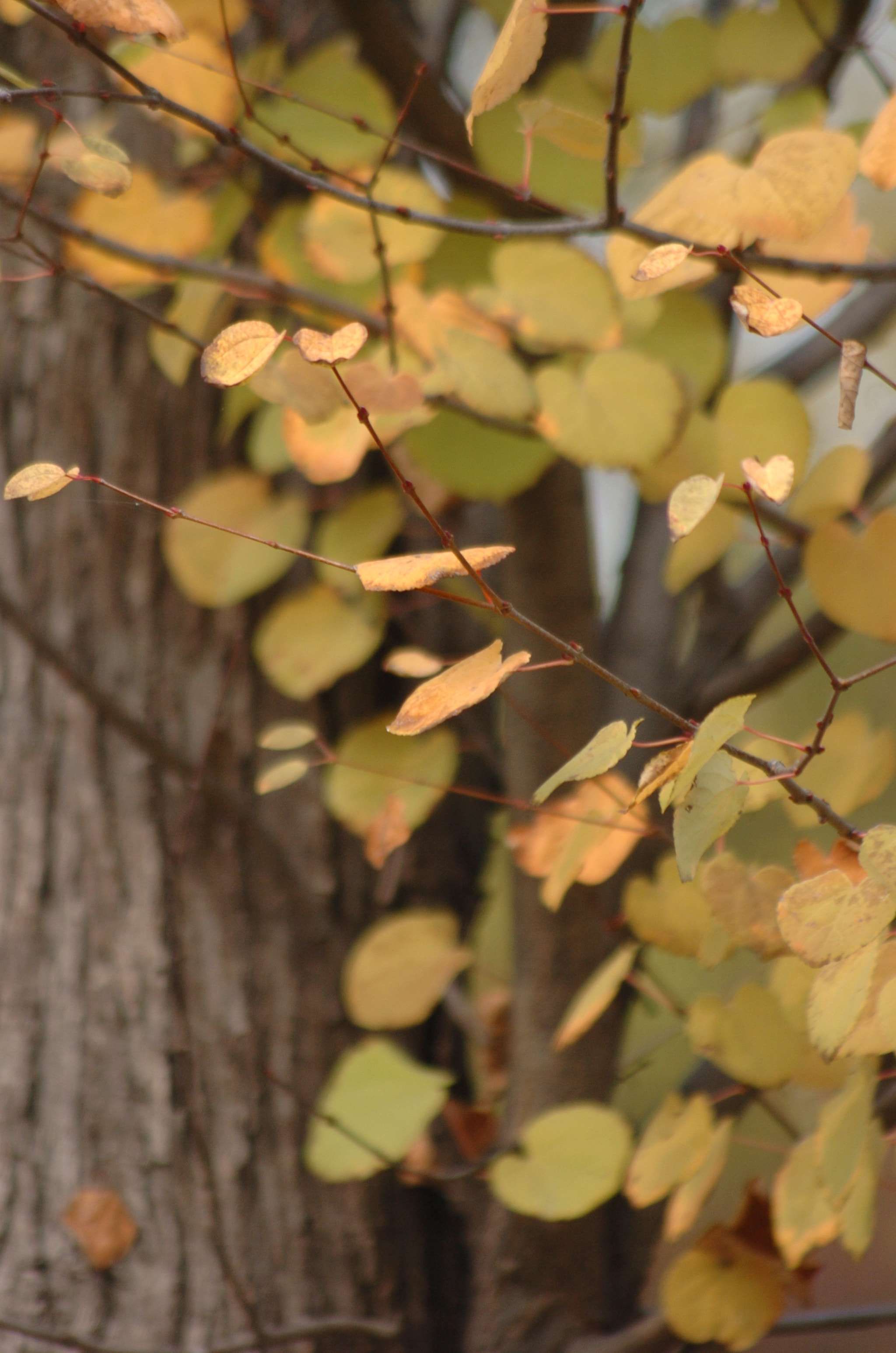 Nikon D2H sample photo. Park photography