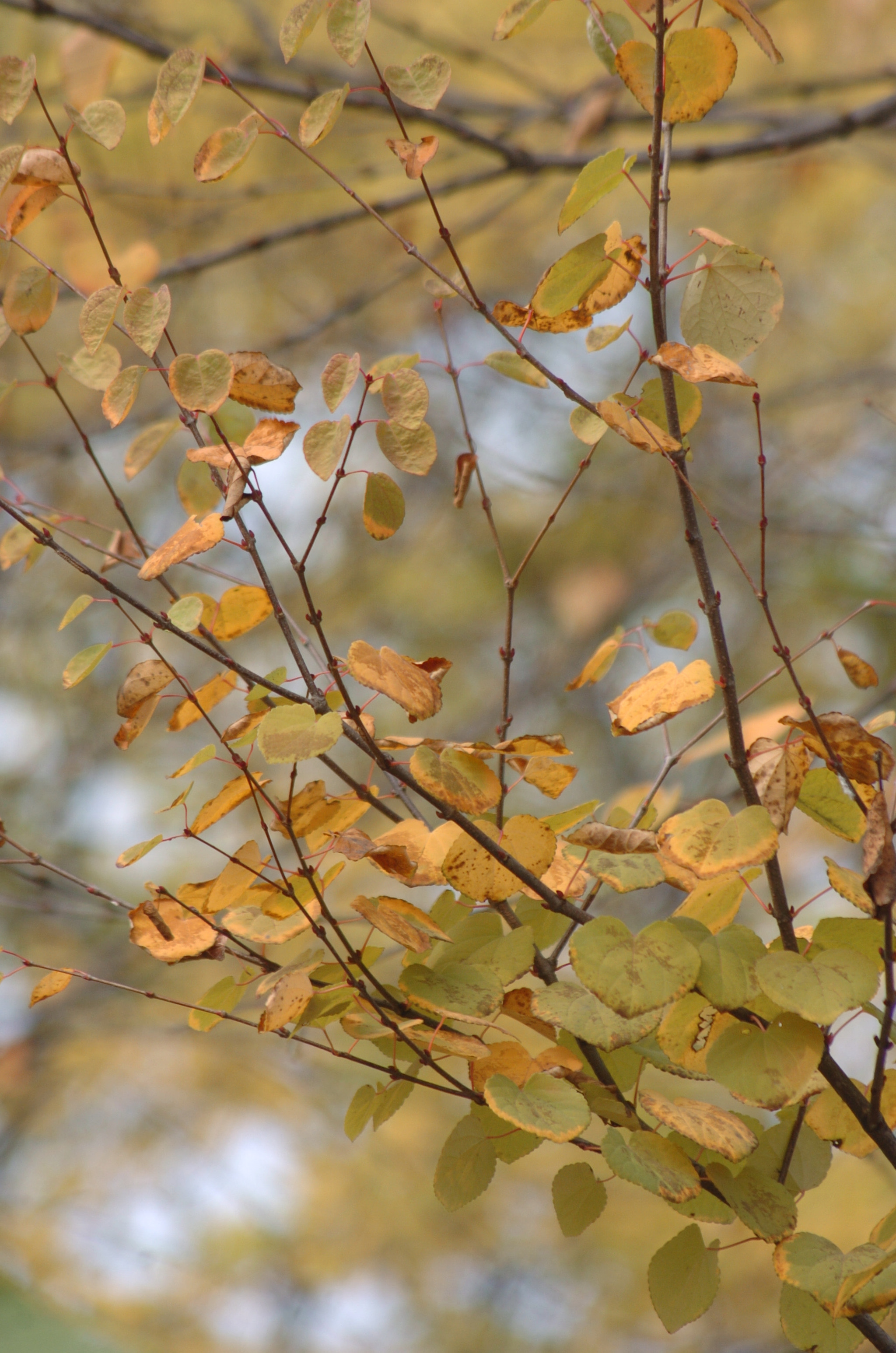 Nikon D2H sample photo. Park photography