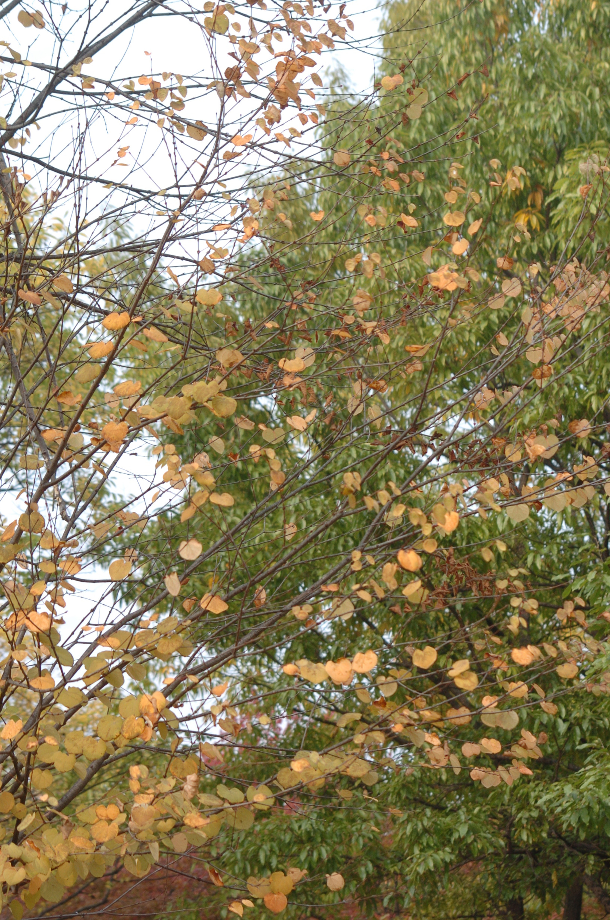 Nikon D2H sample photo. Park photography
