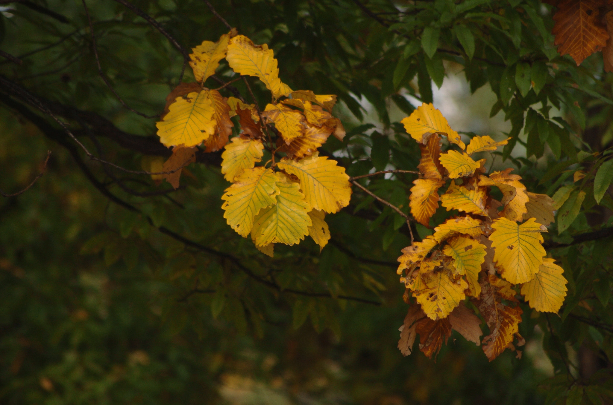 Nikon D2H sample photo. Park photography
