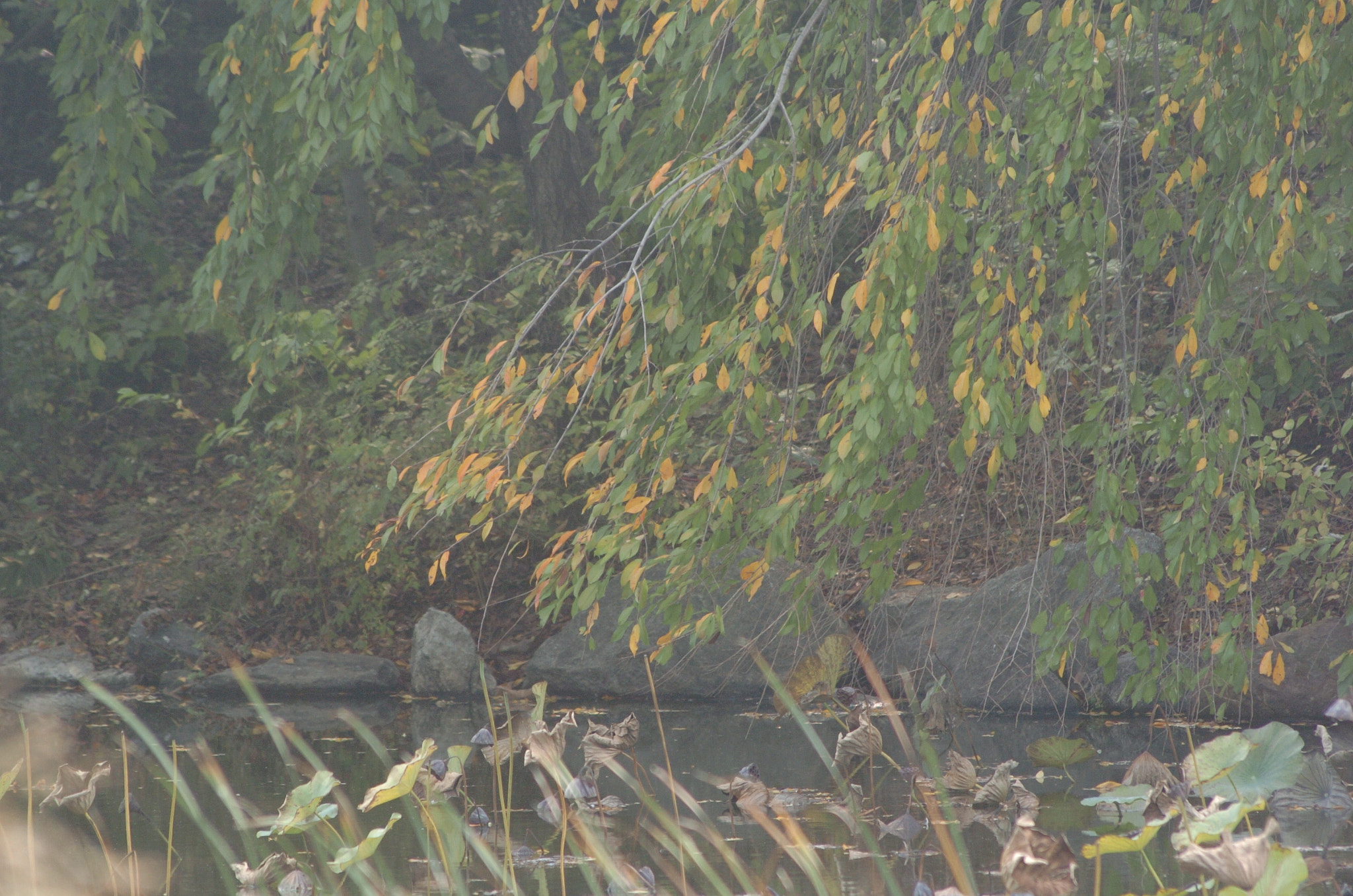 Nikon D2H sample photo. Park photography