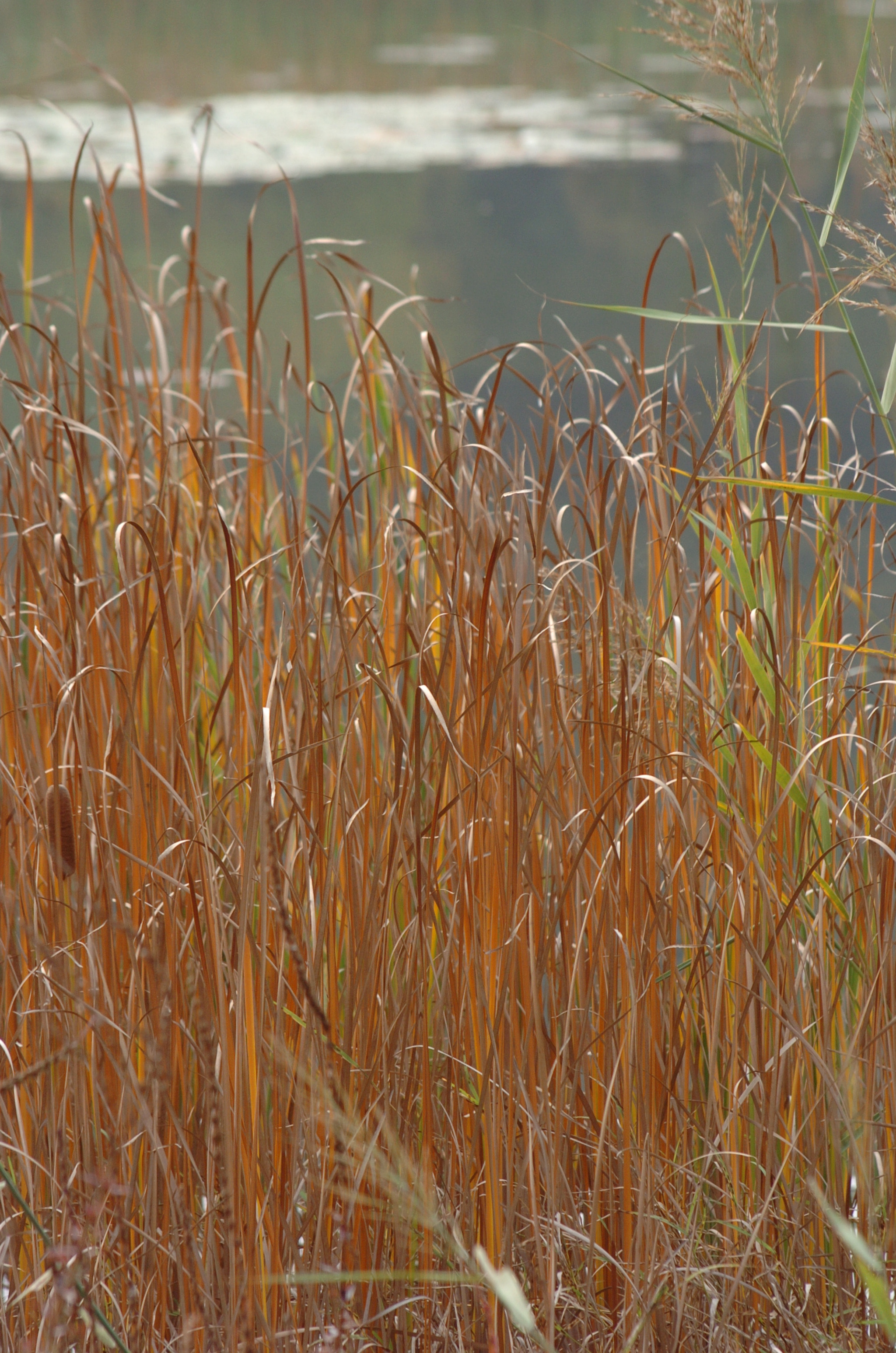 Nikon D2H sample photo. Park photography