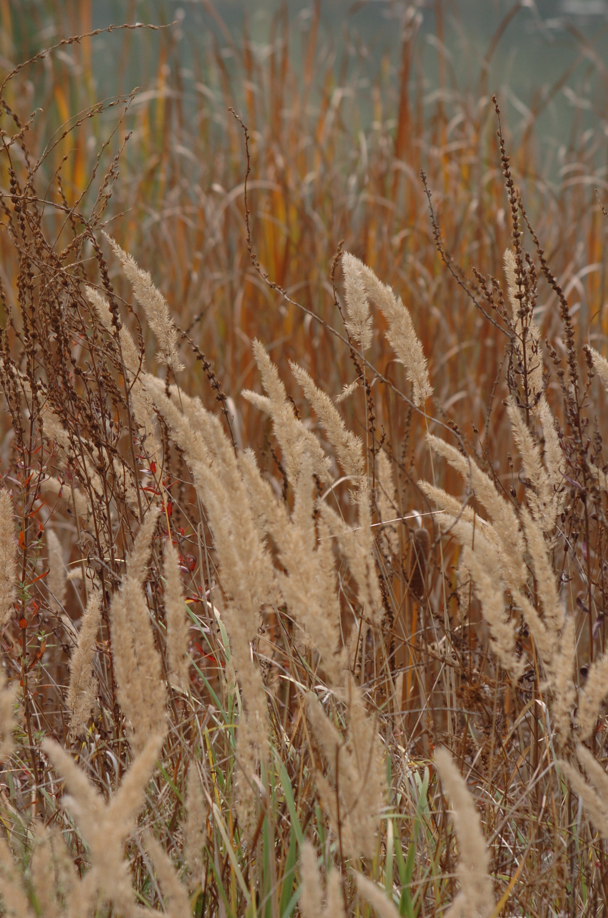 Nikon D2H sample photo. Park photography