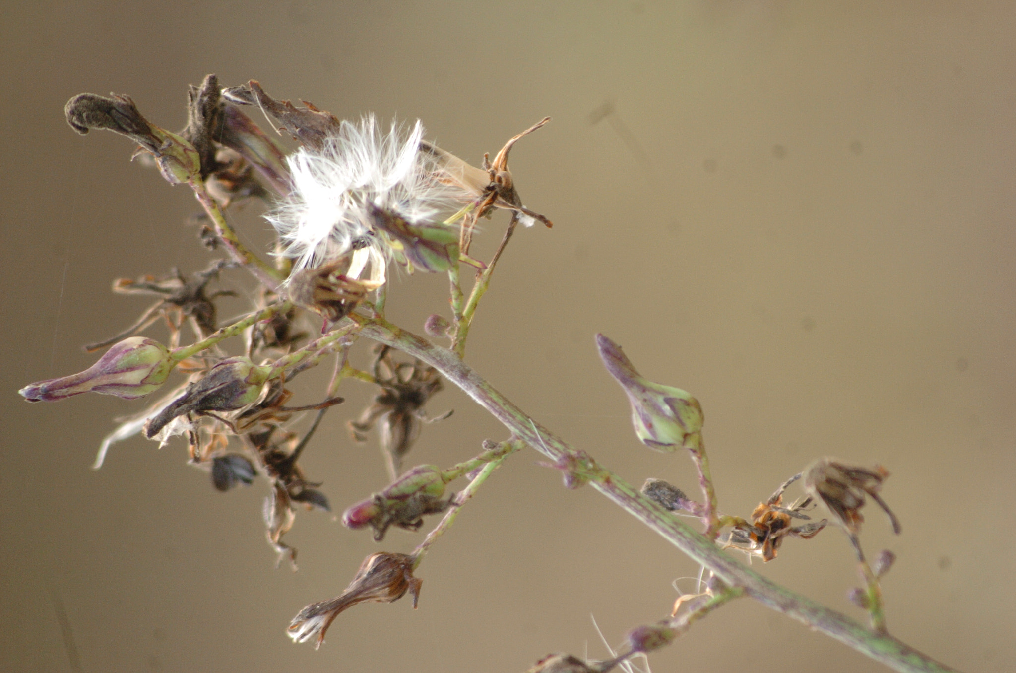 Nikon D2H + Sigma 70-300mm F4-5.6 APO Macro Super II sample photo. Park photography