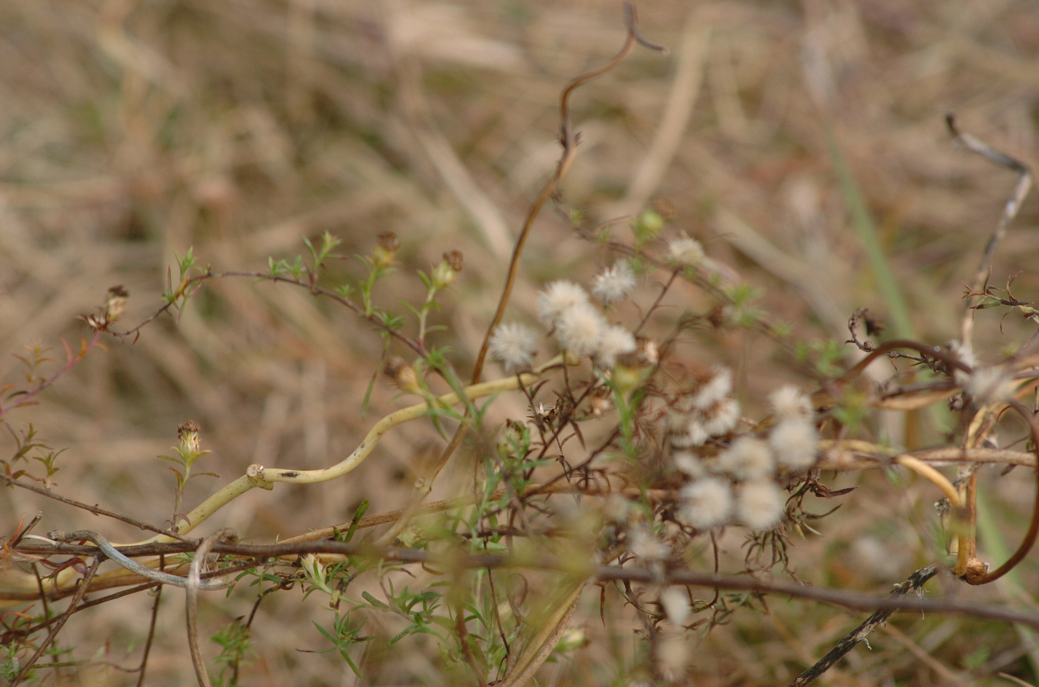 Nikon D2H + Sigma 70-300mm F4-5.6 APO Macro Super II sample photo. Park photography