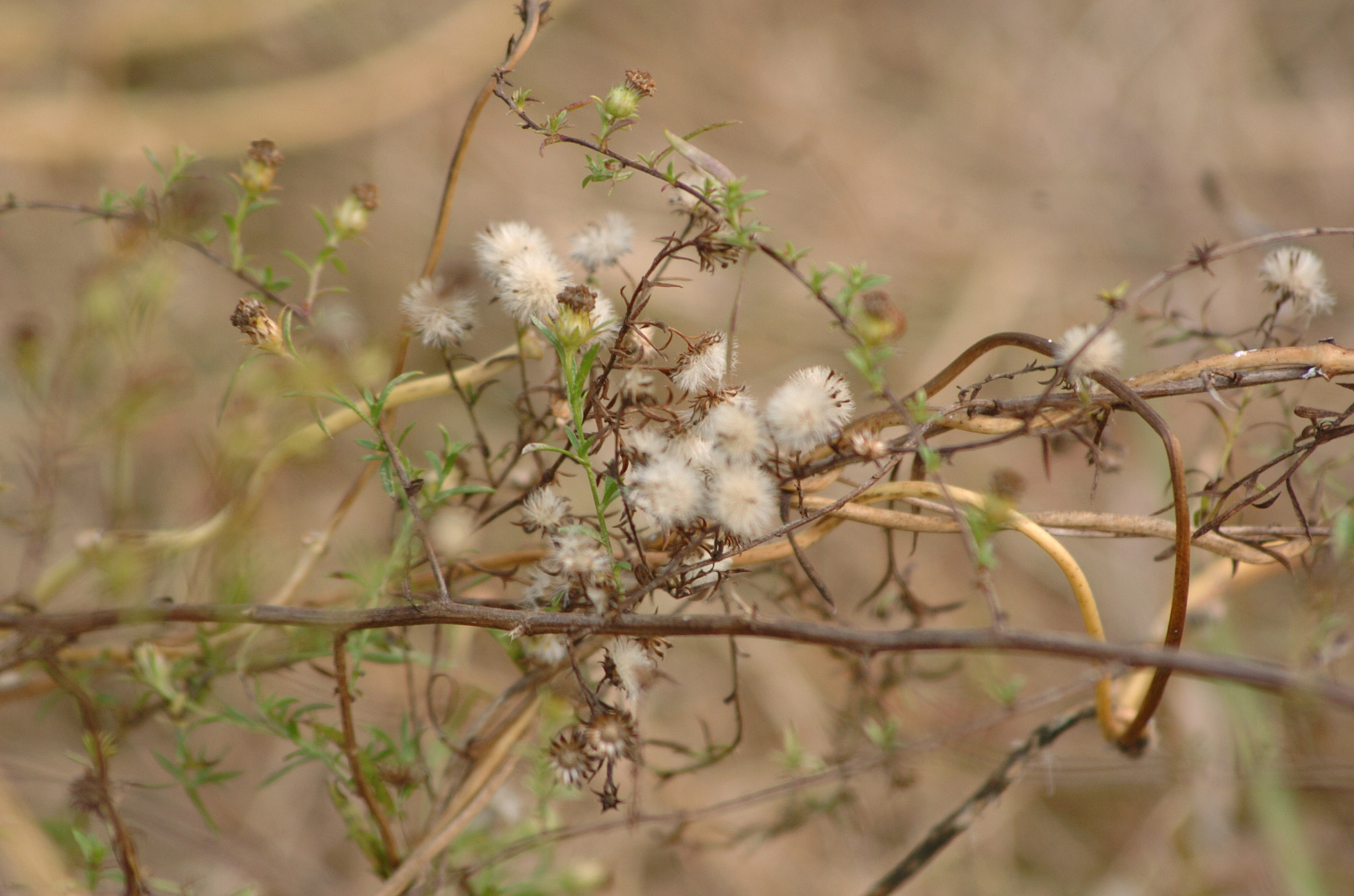 Nikon D2H + Sigma 70-300mm F4-5.6 APO Macro Super II sample photo. Park photography