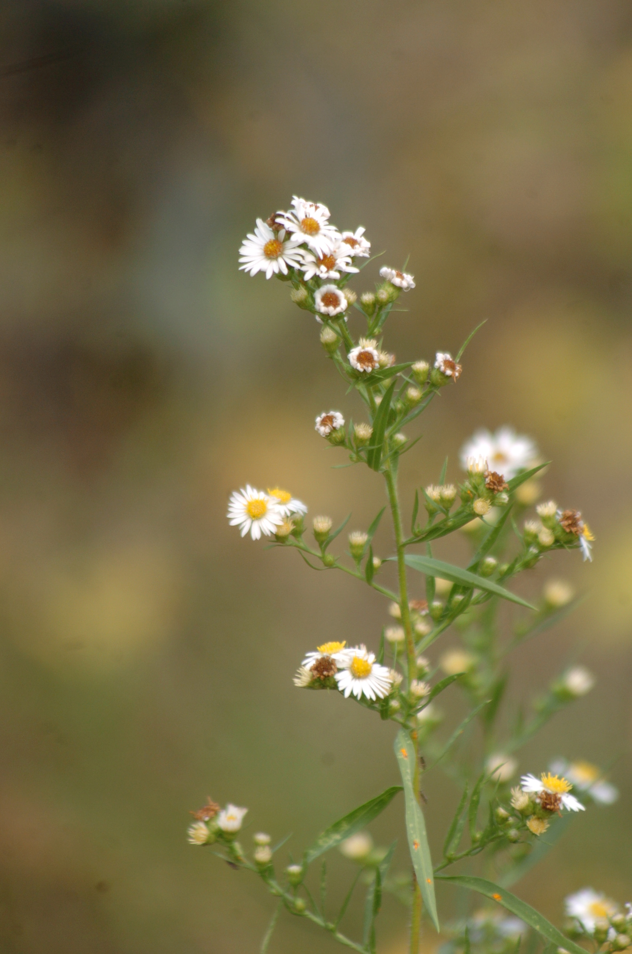 Nikon D2H sample photo. Park photography