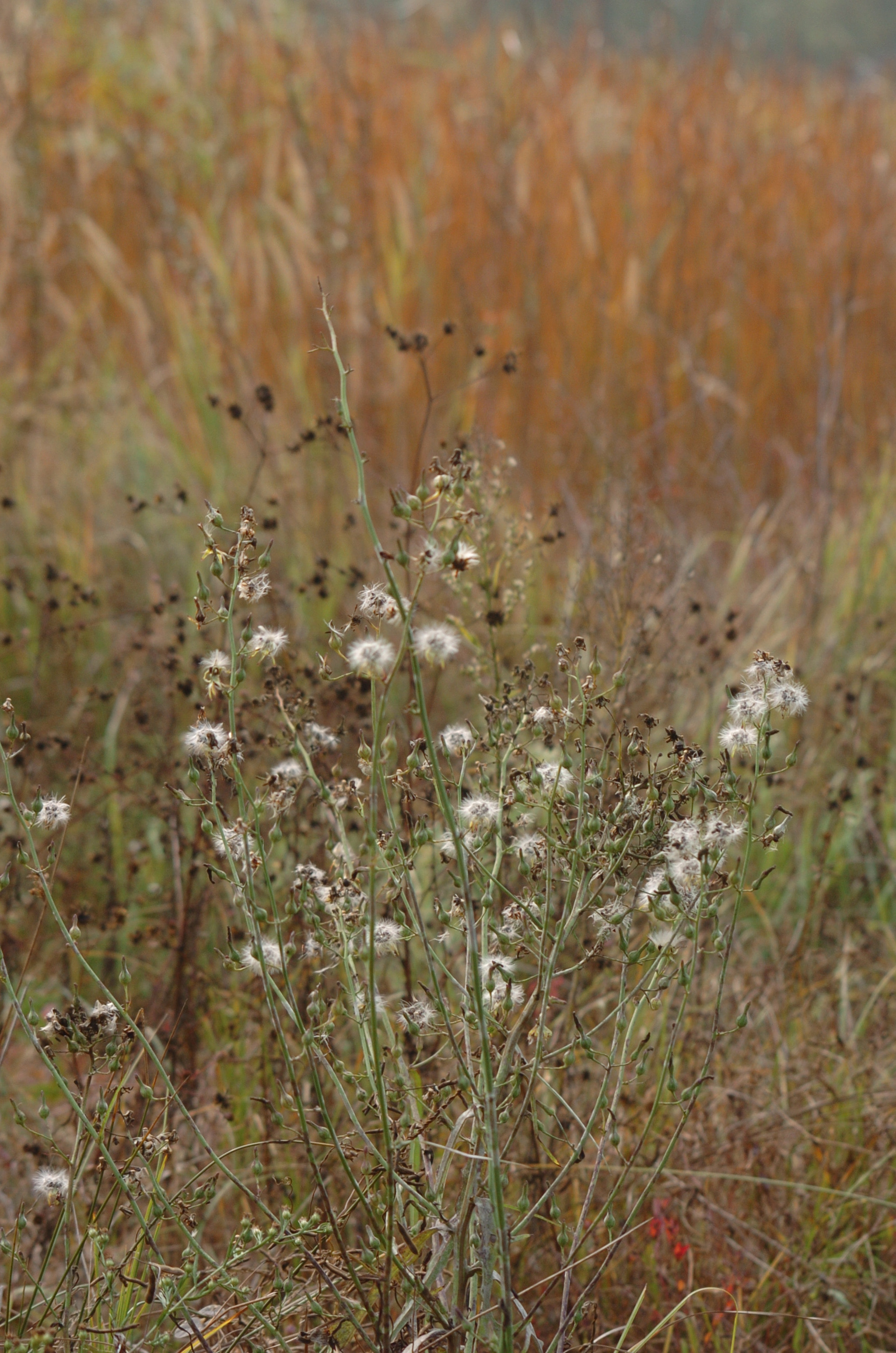 Nikon D2H sample photo. Park photography