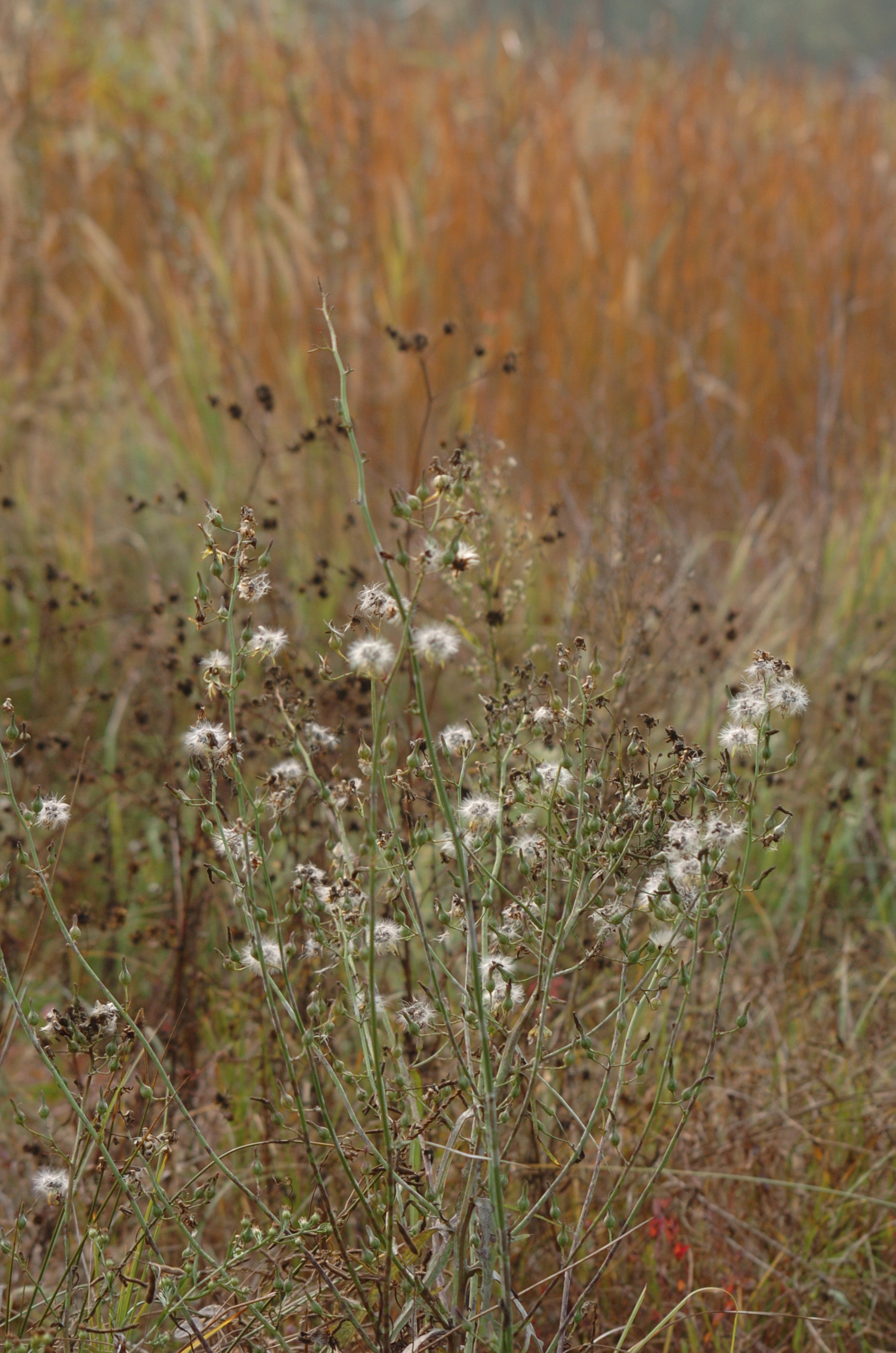 Nikon D2H + Sigma 70-300mm F4-5.6 APO Macro Super II sample photo. Park photography