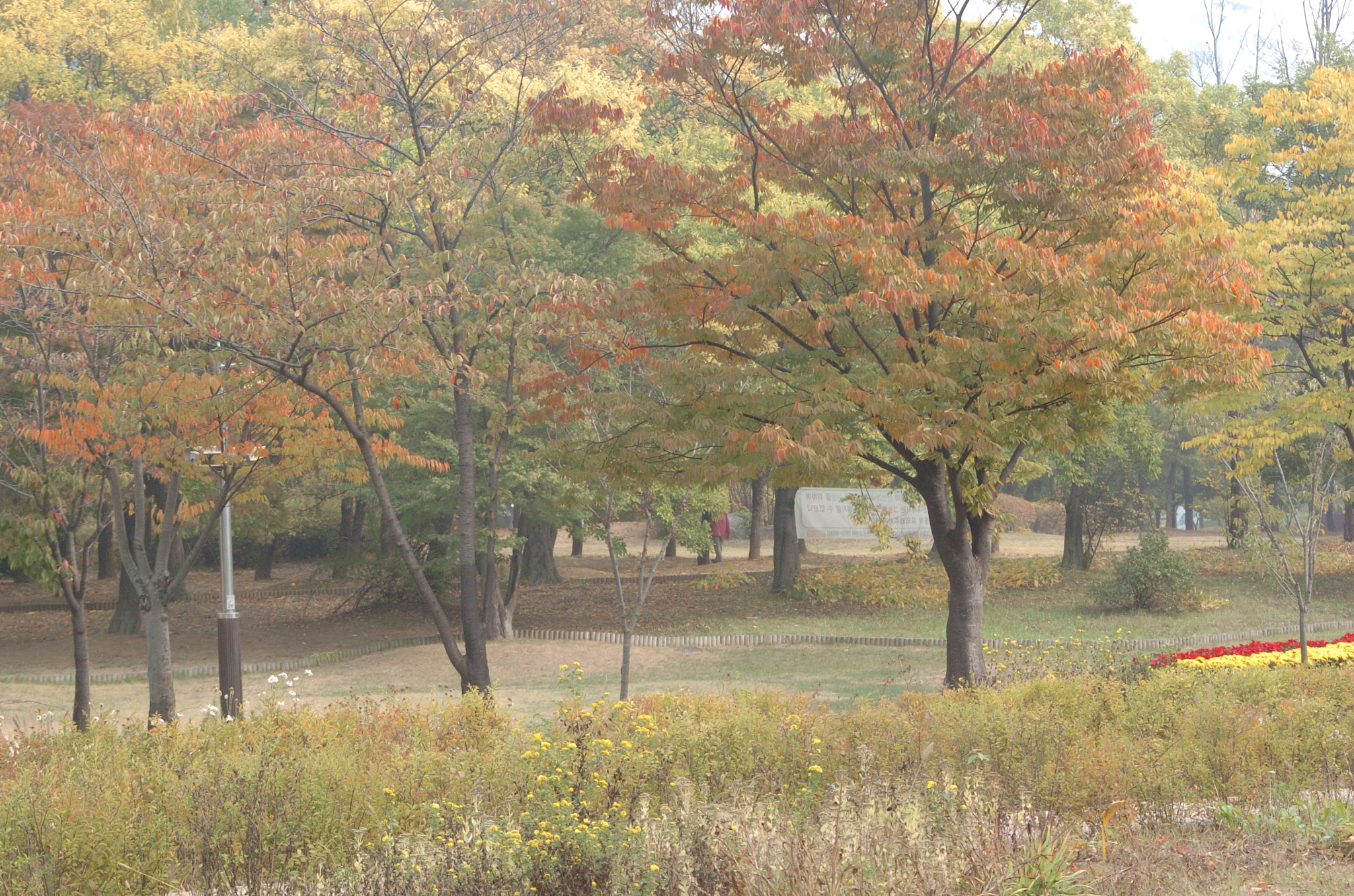 Nikon D2H sample photo. Park photography