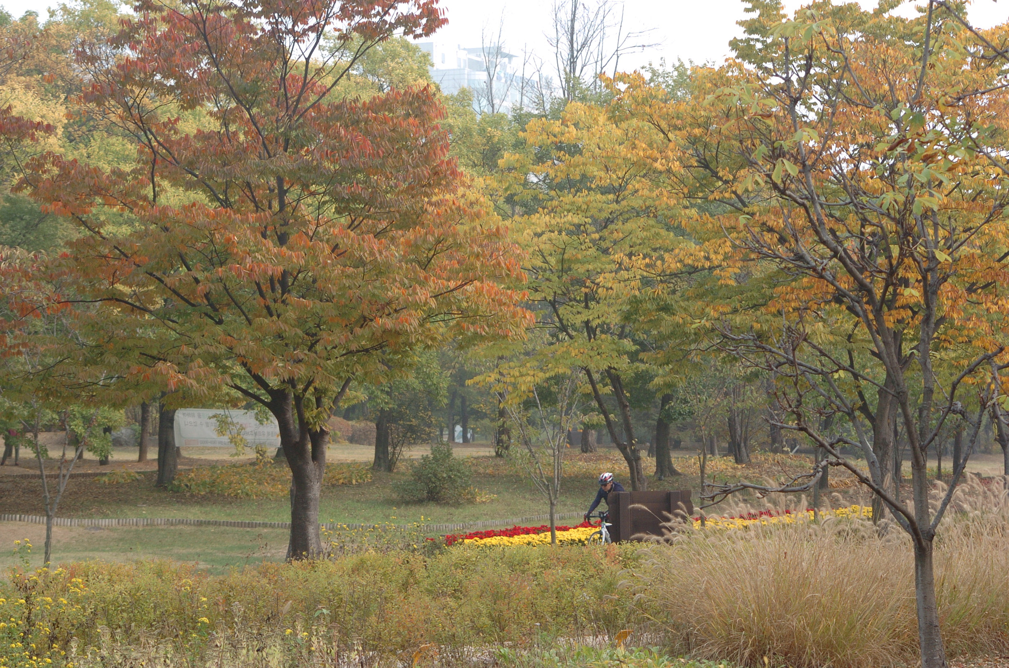 Nikon D2H sample photo. Park photography