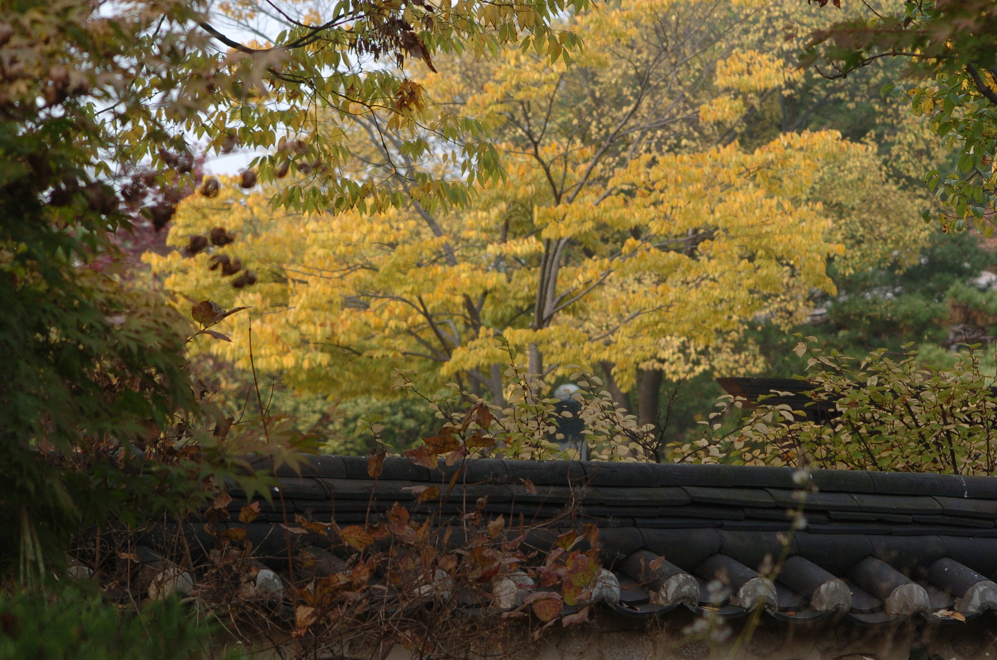 Nikon D2H sample photo. Park photography