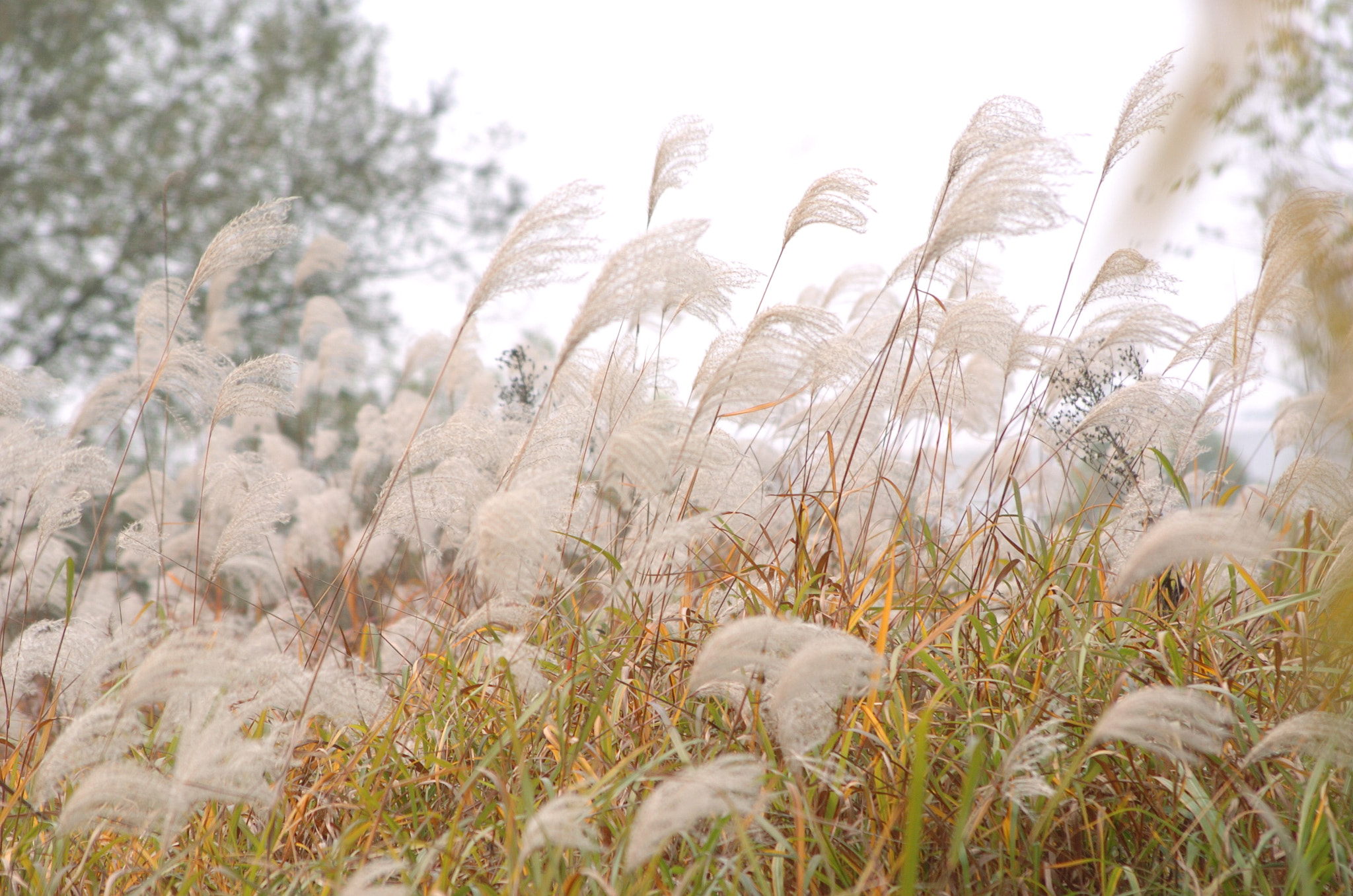 Nikon D2H sample photo. Park photography