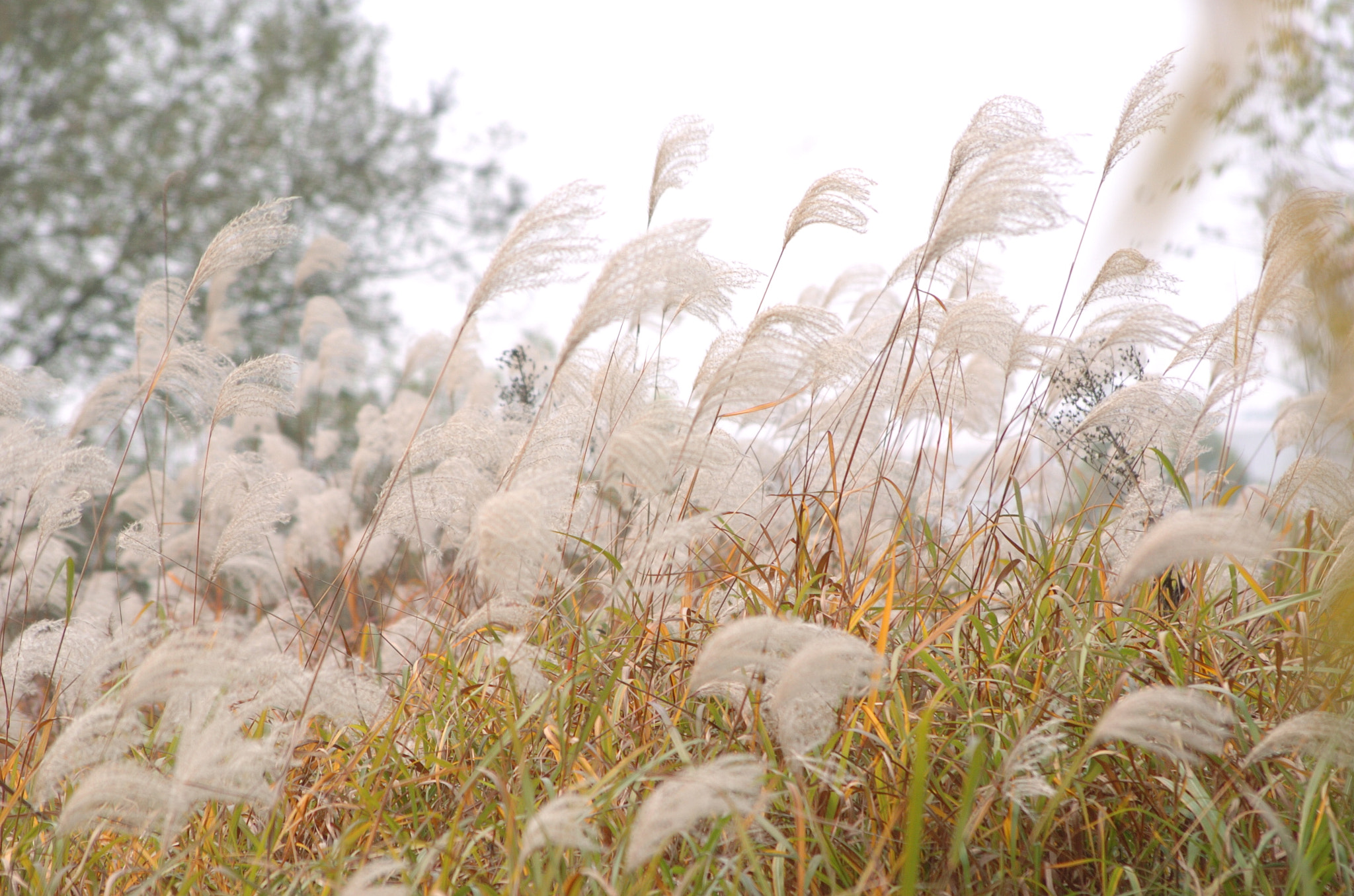 Nikon D2H + Sigma 70-300mm F4-5.6 APO Macro Super II sample photo. Park photography