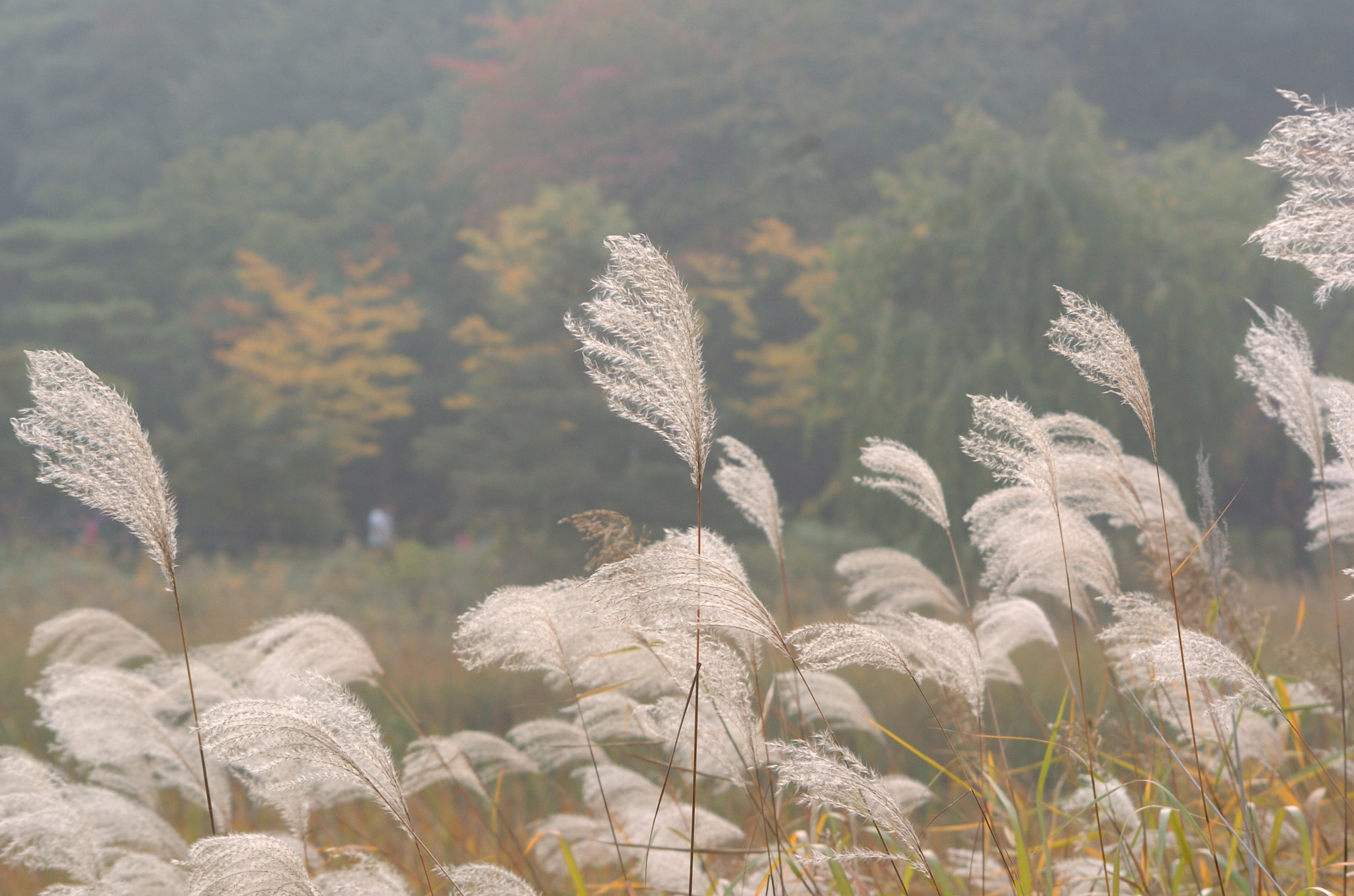 Nikon D2H sample photo. Park photography