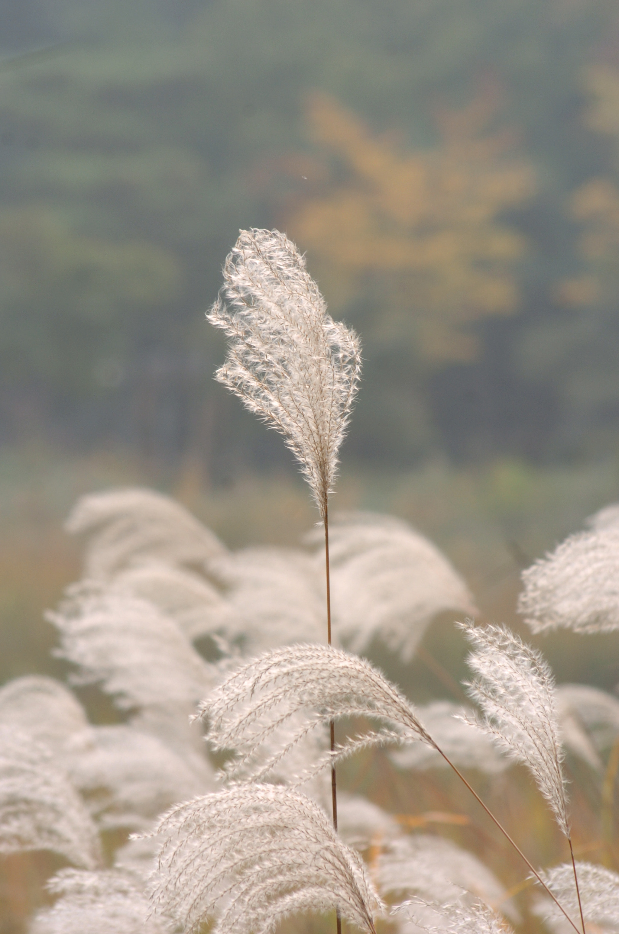 Nikon D2H sample photo. Park photography