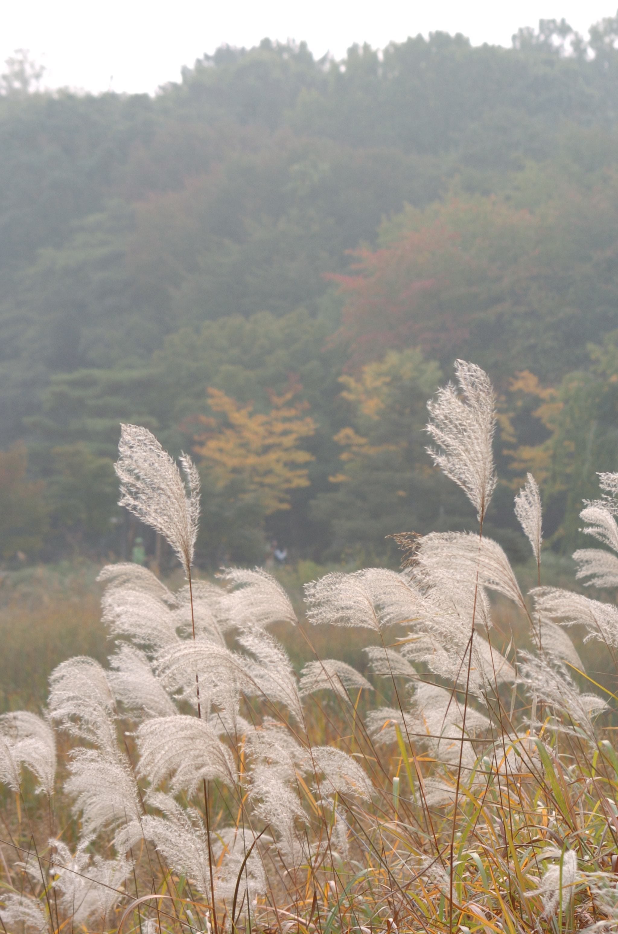 Nikon D2H sample photo. Park photography