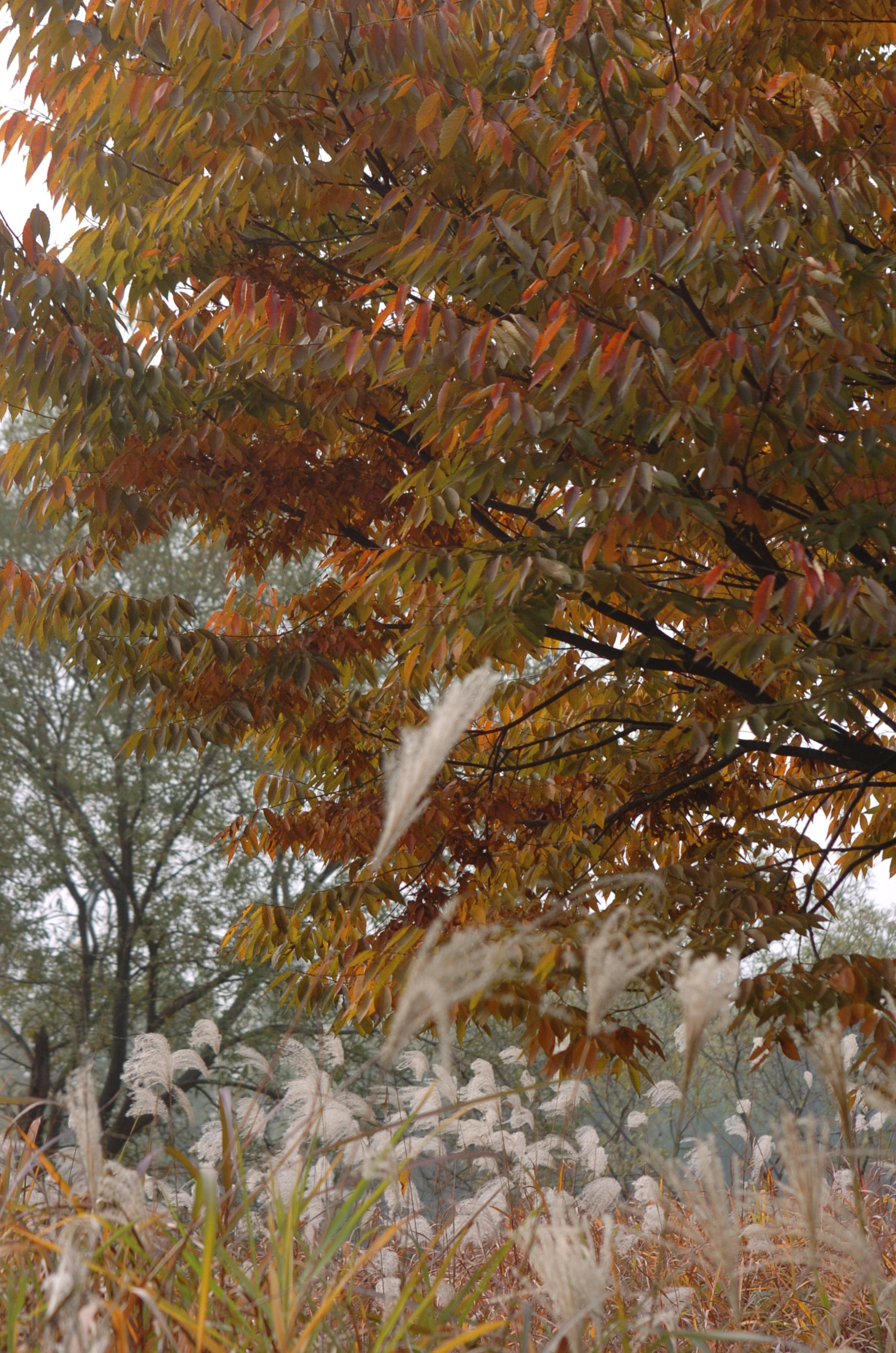 Nikon D2H sample photo. Park photography
