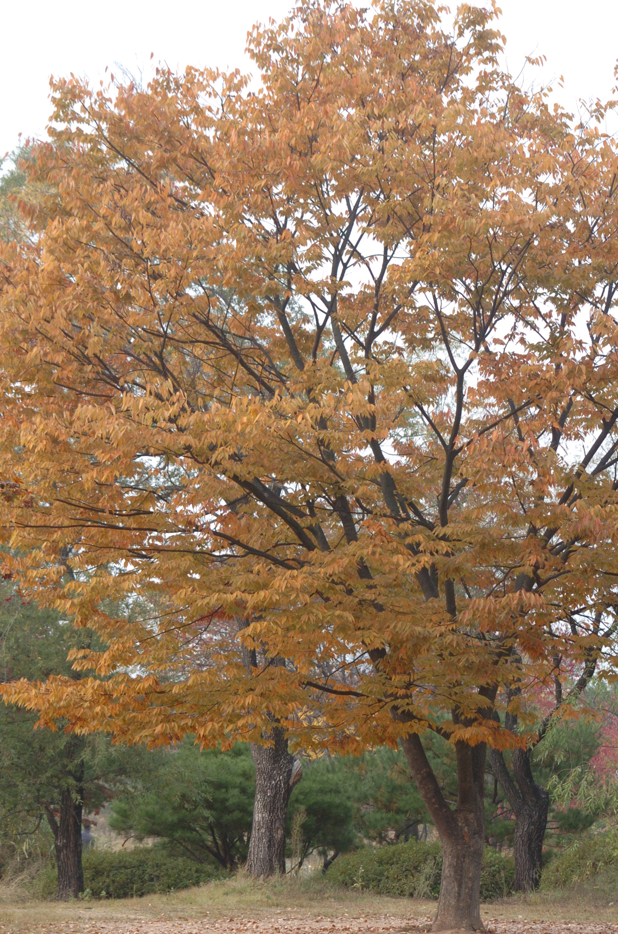 Nikon D2H sample photo. Park photography