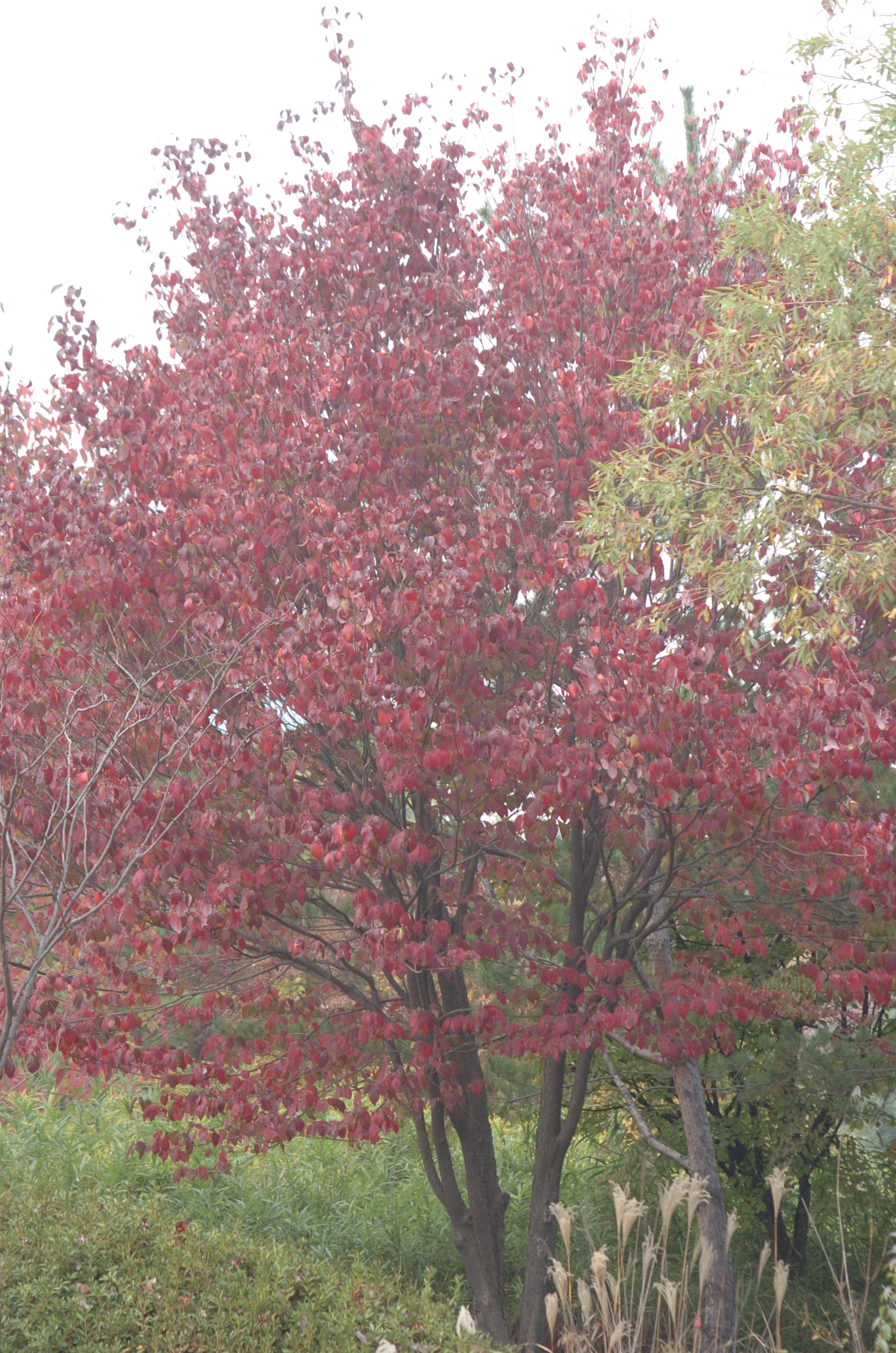 Nikon D2H sample photo. Park photography