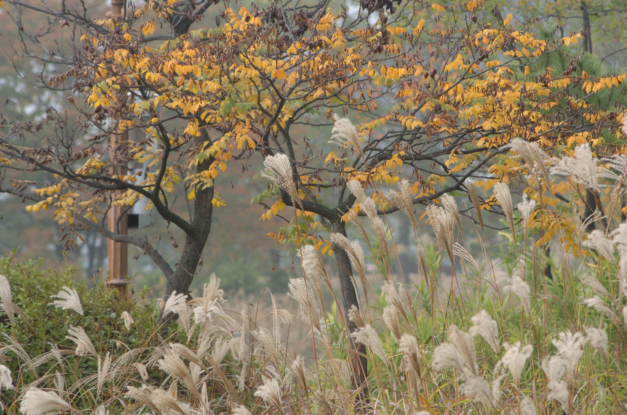 Nikon D2H sample photo. Park photography