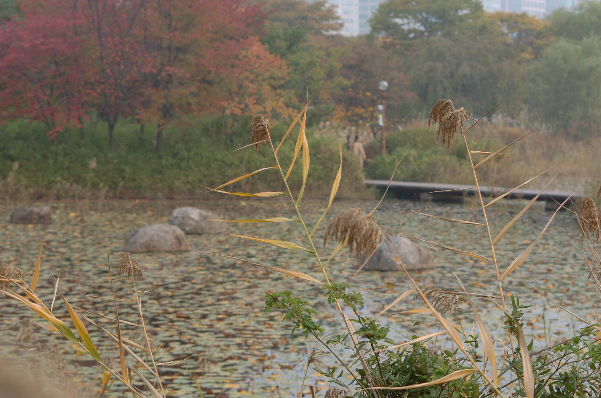 Nikon D2H sample photo. Park photography