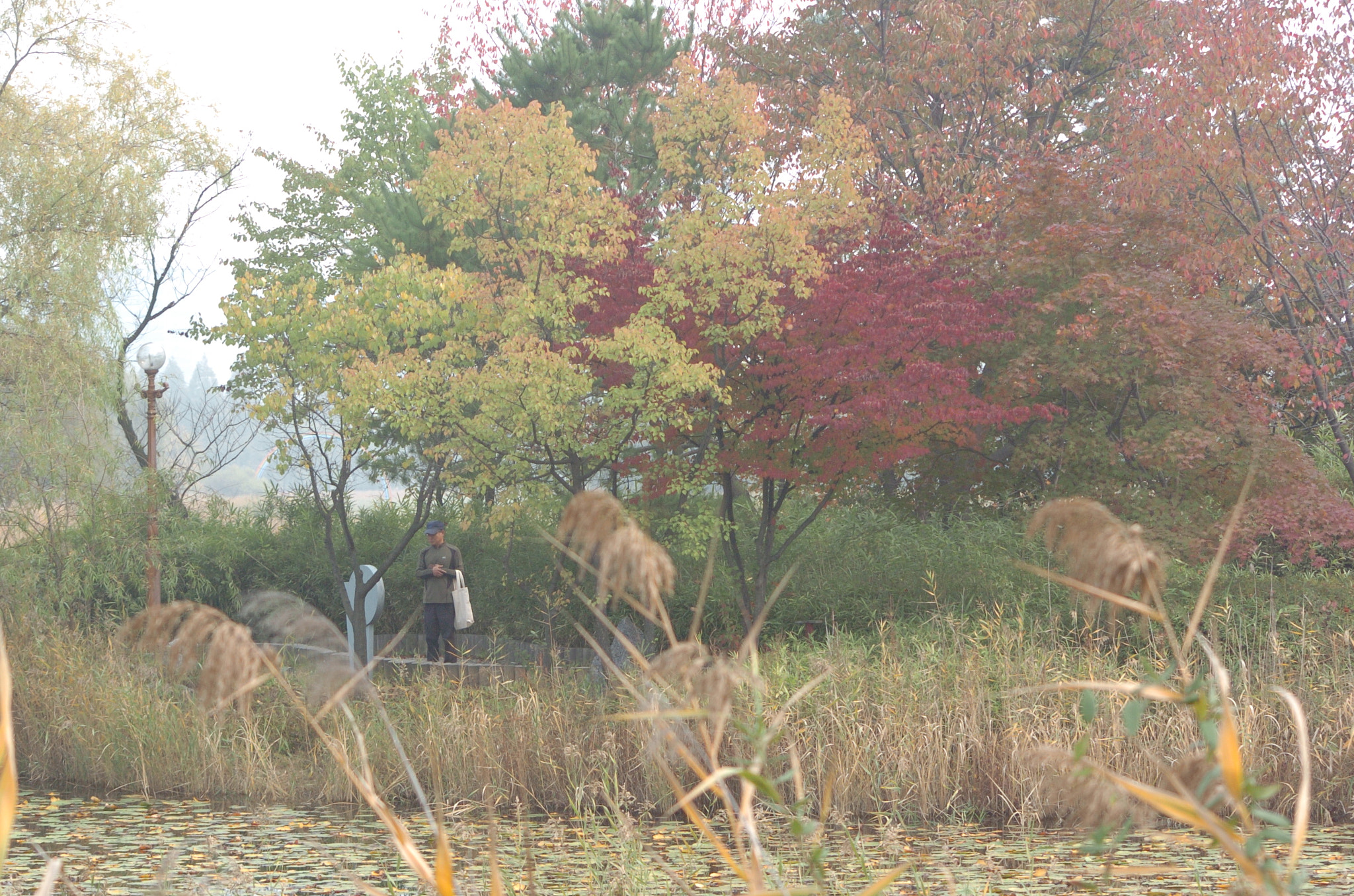 Sigma 70-300mm F4-5.6 APO Macro Super II sample photo. Park photography