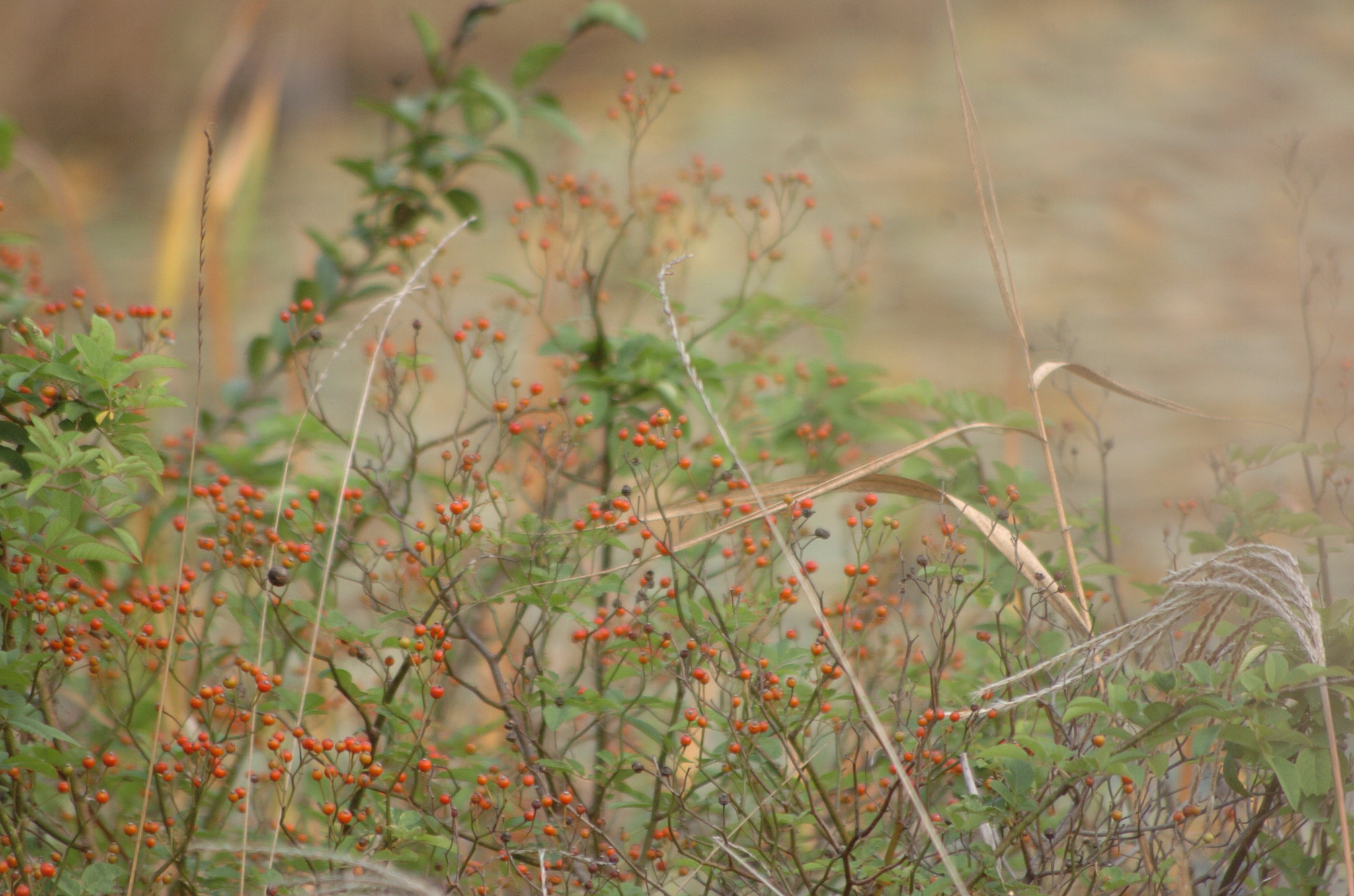 Nikon D2H sample photo. Park photography