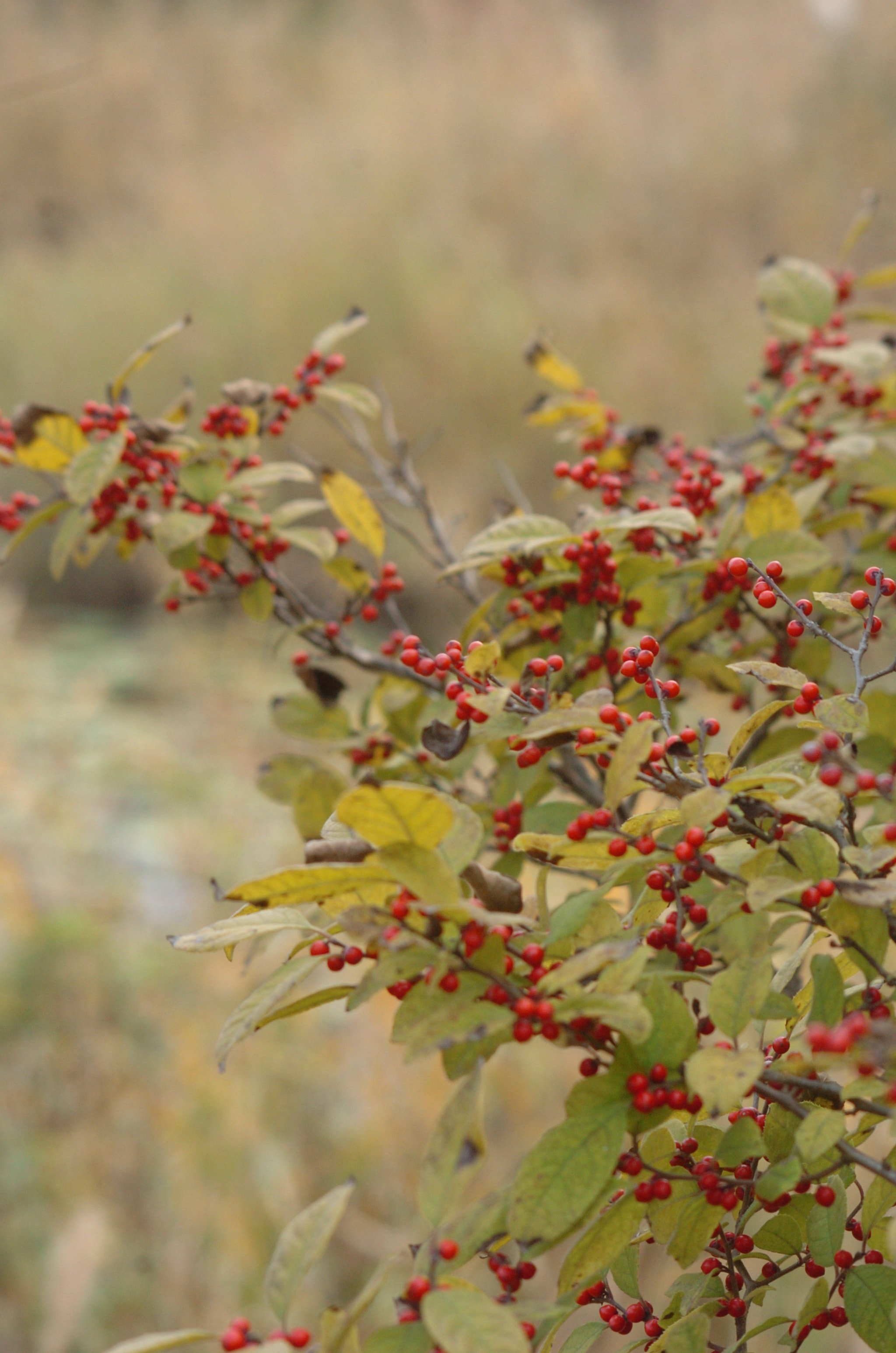 Nikon D2H + Sigma 70-300mm F4-5.6 APO Macro Super II sample photo. Park photography