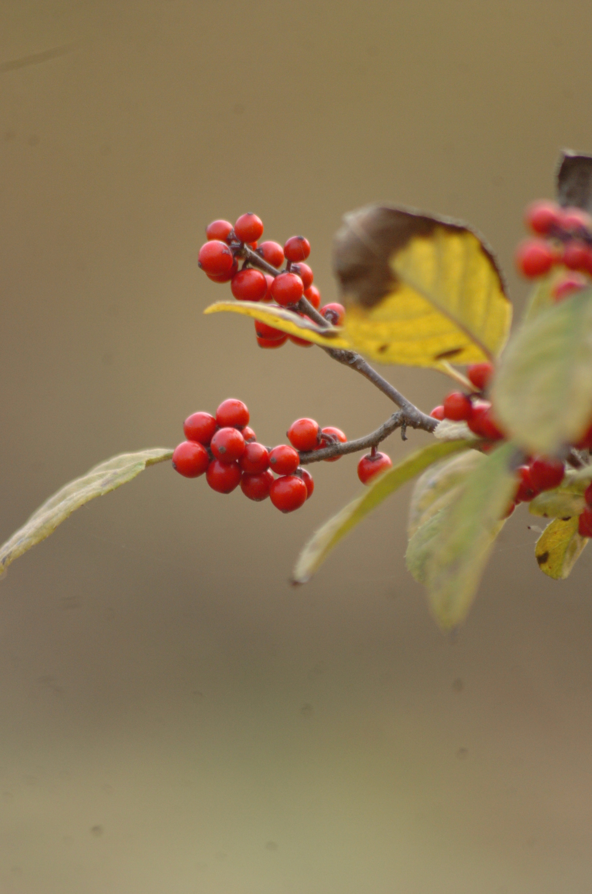 Nikon D2H + Sigma 70-300mm F4-5.6 APO Macro Super II sample photo. Park photography