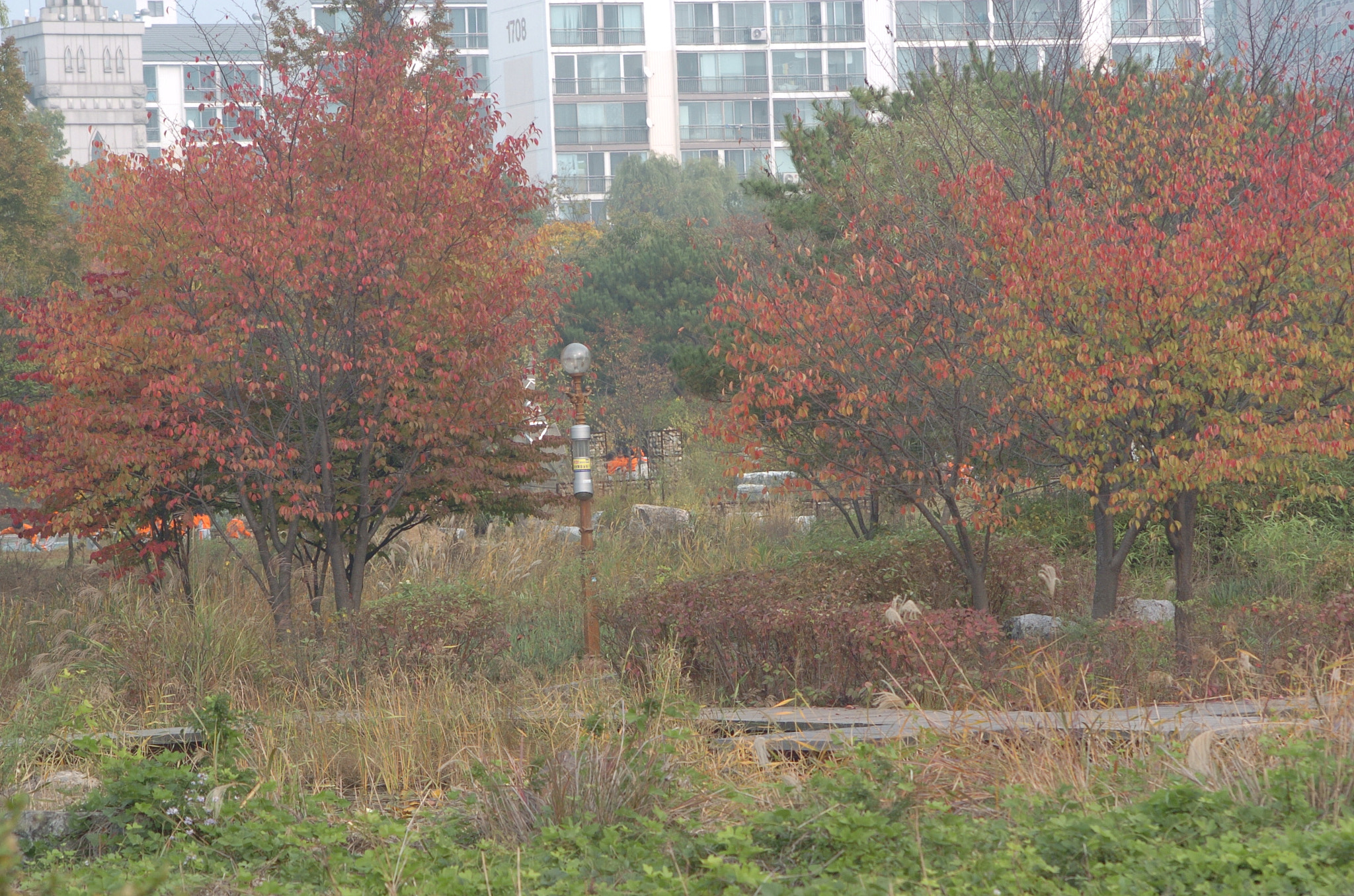 Nikon D2H sample photo. Park photography