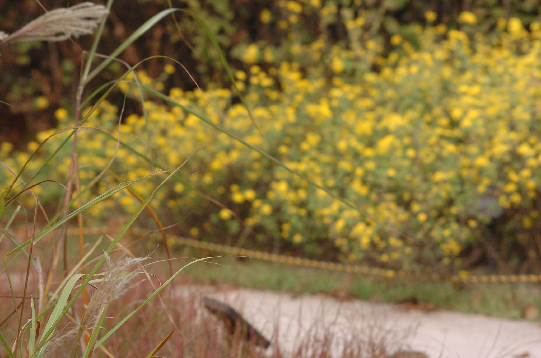 Nikon D2H sample photo. Park photography