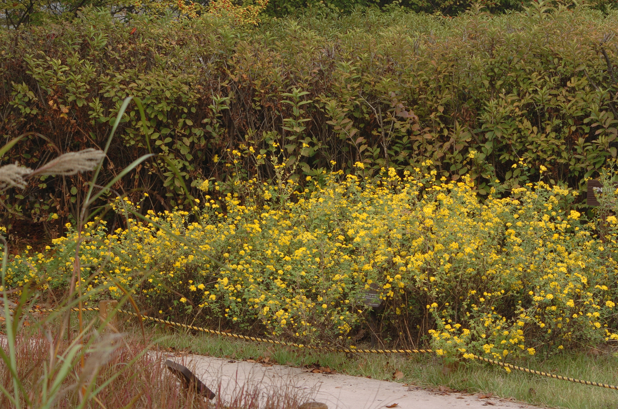 Nikon D2H sample photo. Park photography